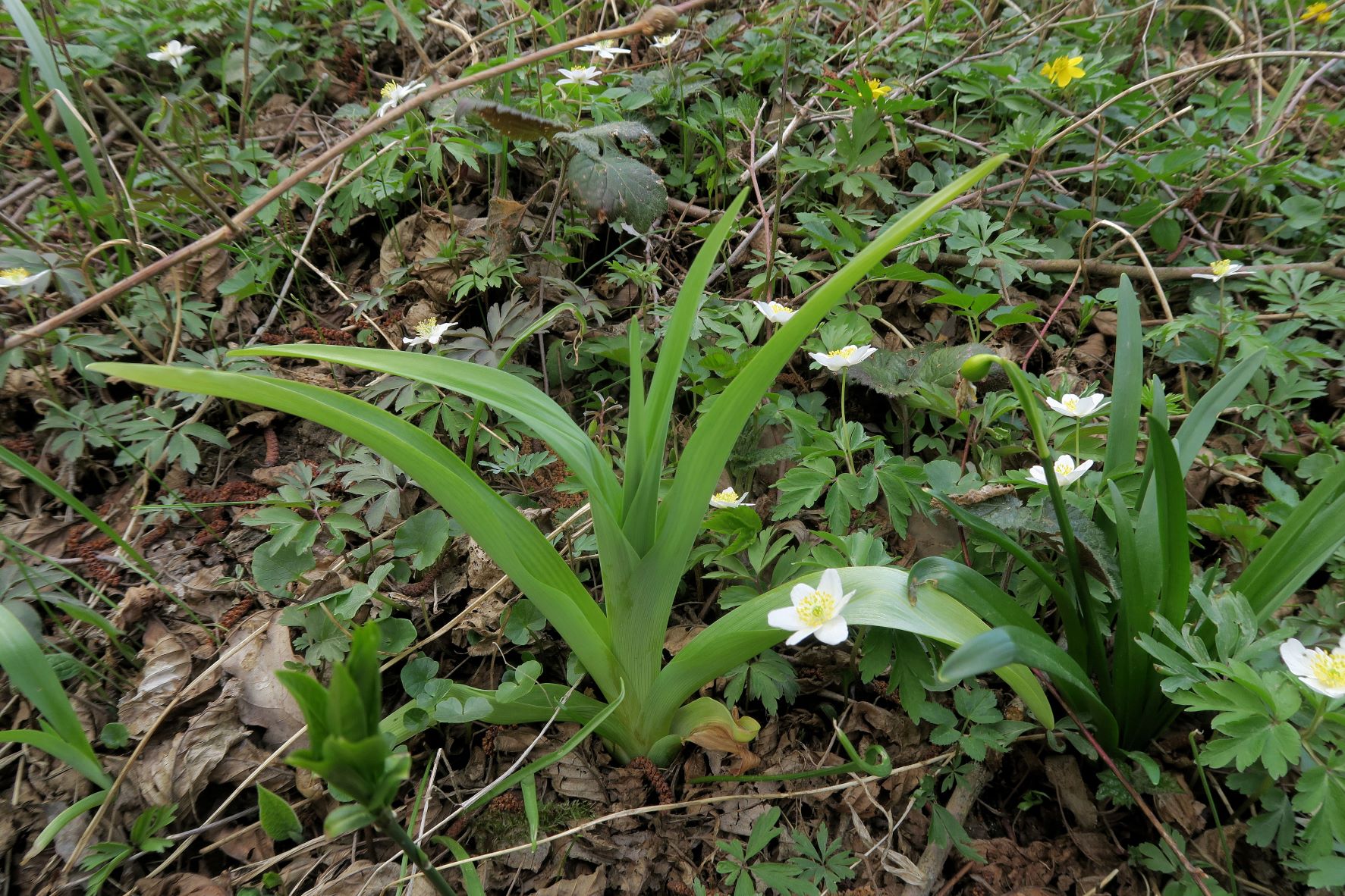 04.06.2022 Stiefernbachtal Stiefern Kamp (2).JPG