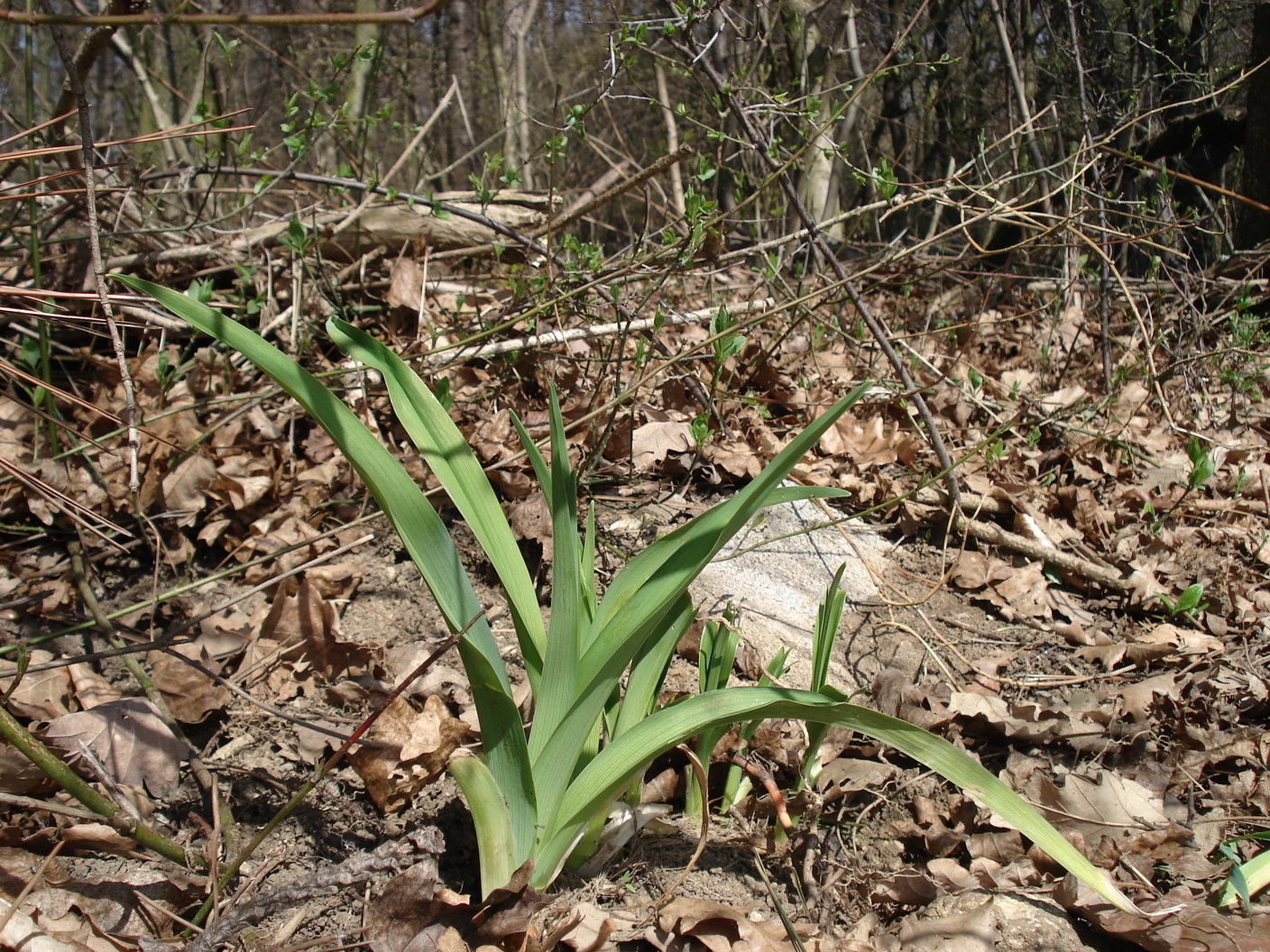 Hemerocallis.fulva.verw.N-Buchberg.Almersberg.25.Mär.17.JPG