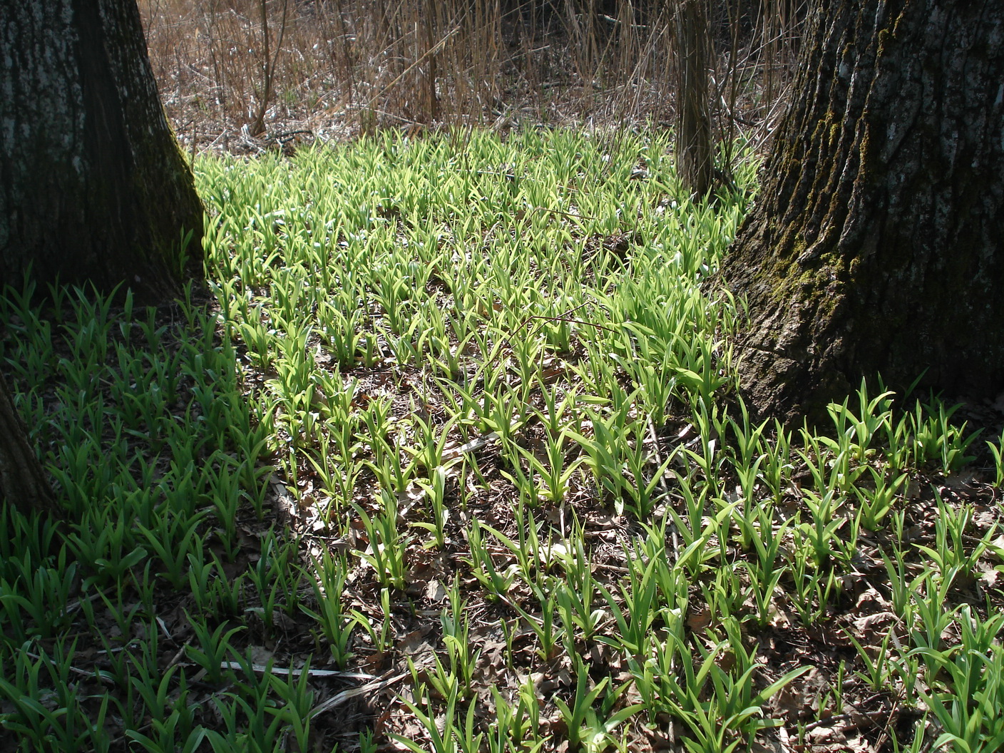 Hemerocallis.fulva.verwild.Mur-Au b.Leibnitz.JPG