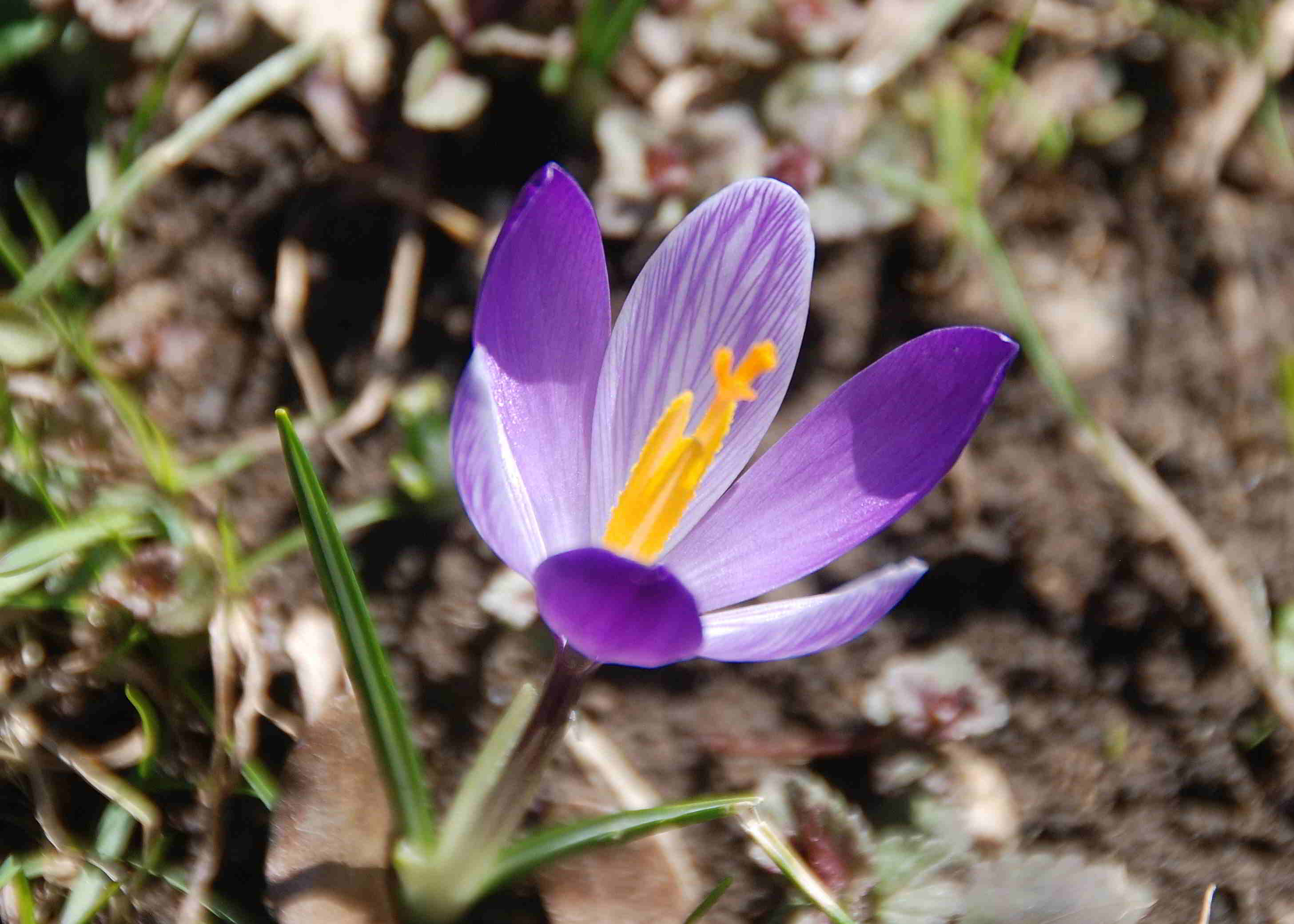 Gresten-NÖ-30032018-(26)-Standort Buchberg.JPG