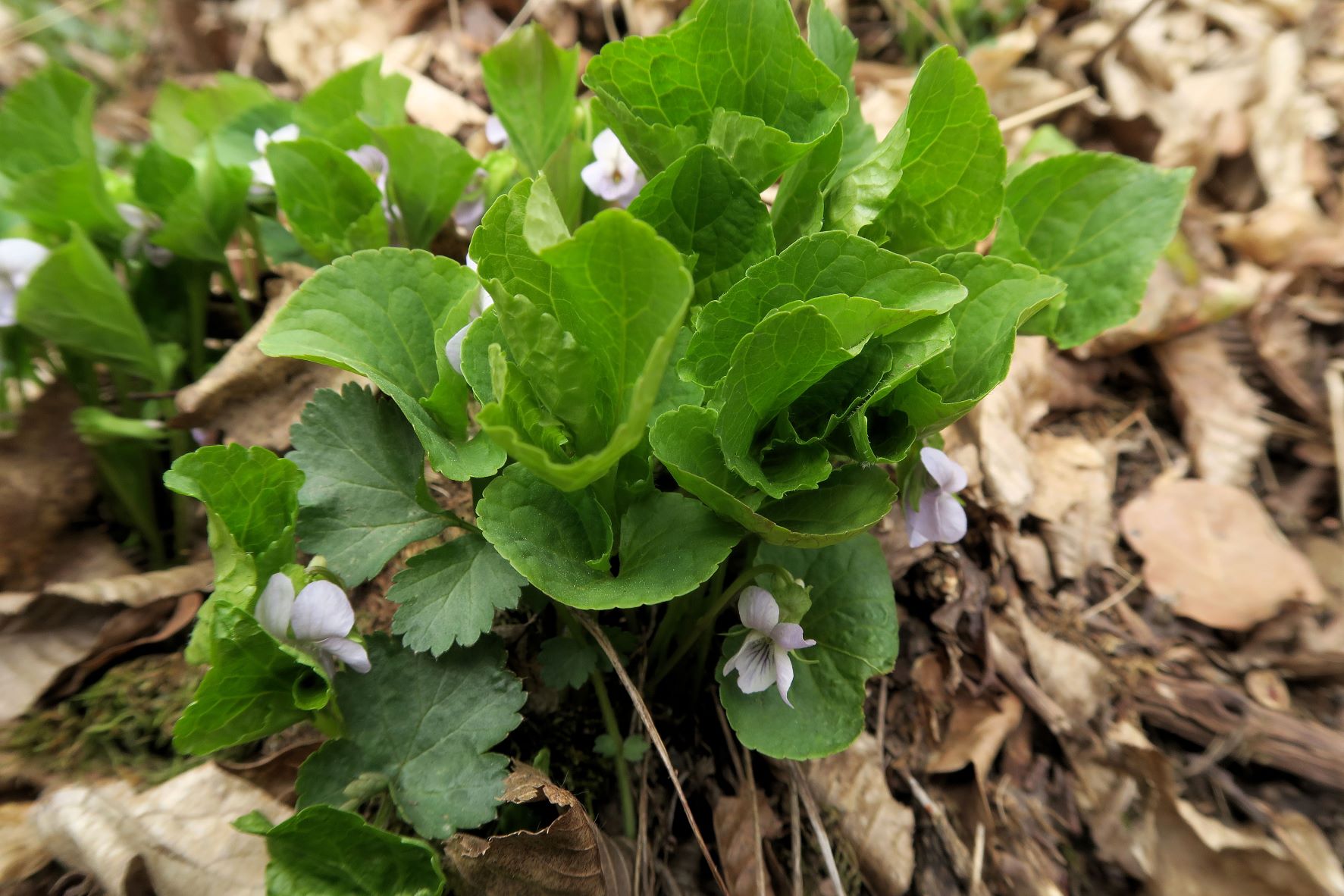 Viola mirabilis) Wunder-veilchen), Stiefernbachtal südexp. LBWld-Böschung 06.04.2022 C5X (2).JPG