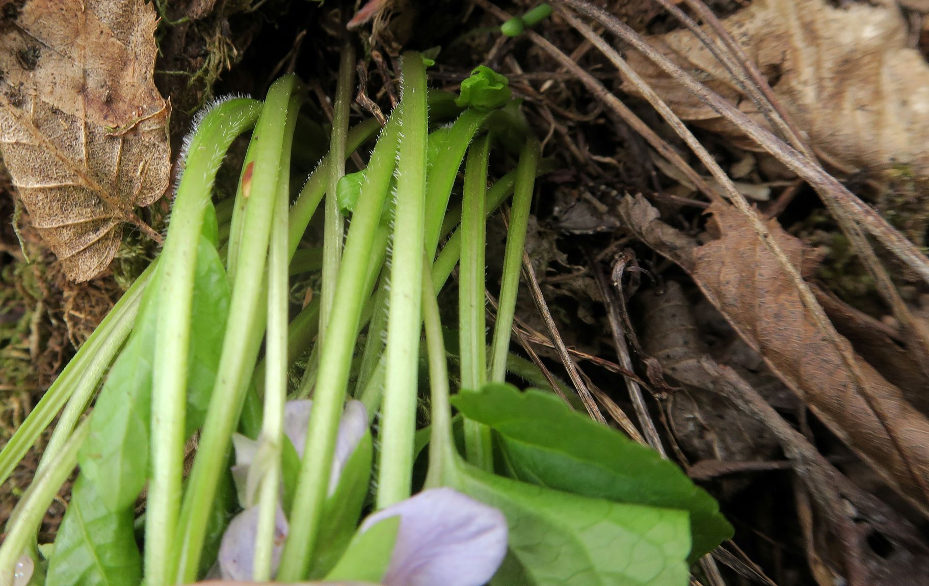 Viola mirabilis) Wunder-veilchen), Stiefernbachtal südexp. LBWld-Böschung 06.04.2022 C5X (3).JPG