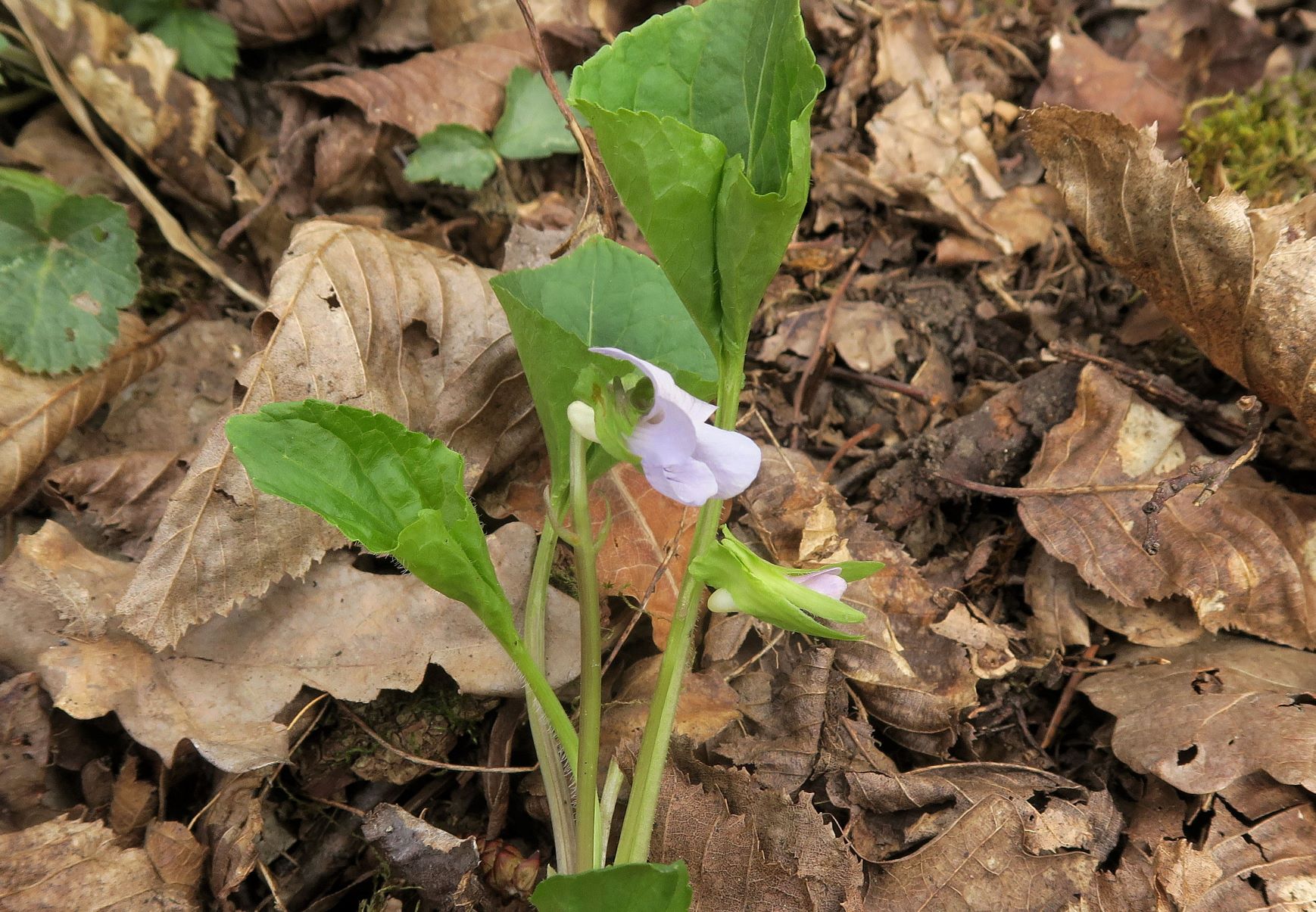 Viola mirabilis) Wunder-Veilchen), Stiefernbachtal südexp. LBWld-Böschung 06.04.2022 C5X (8).JPG