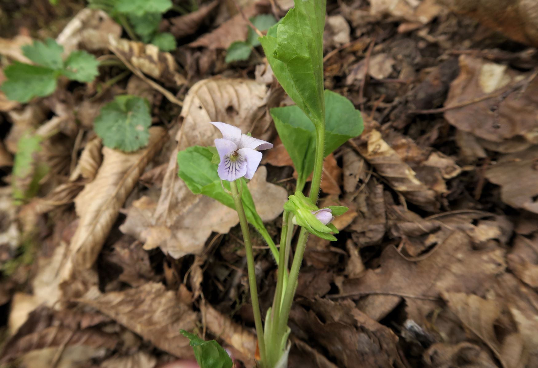 Viola mirabilis) Wunder-Veilchen), Stiefernbachtal südexp. LBWld-Böschung 06.04.2022 C5X (9).JPG
