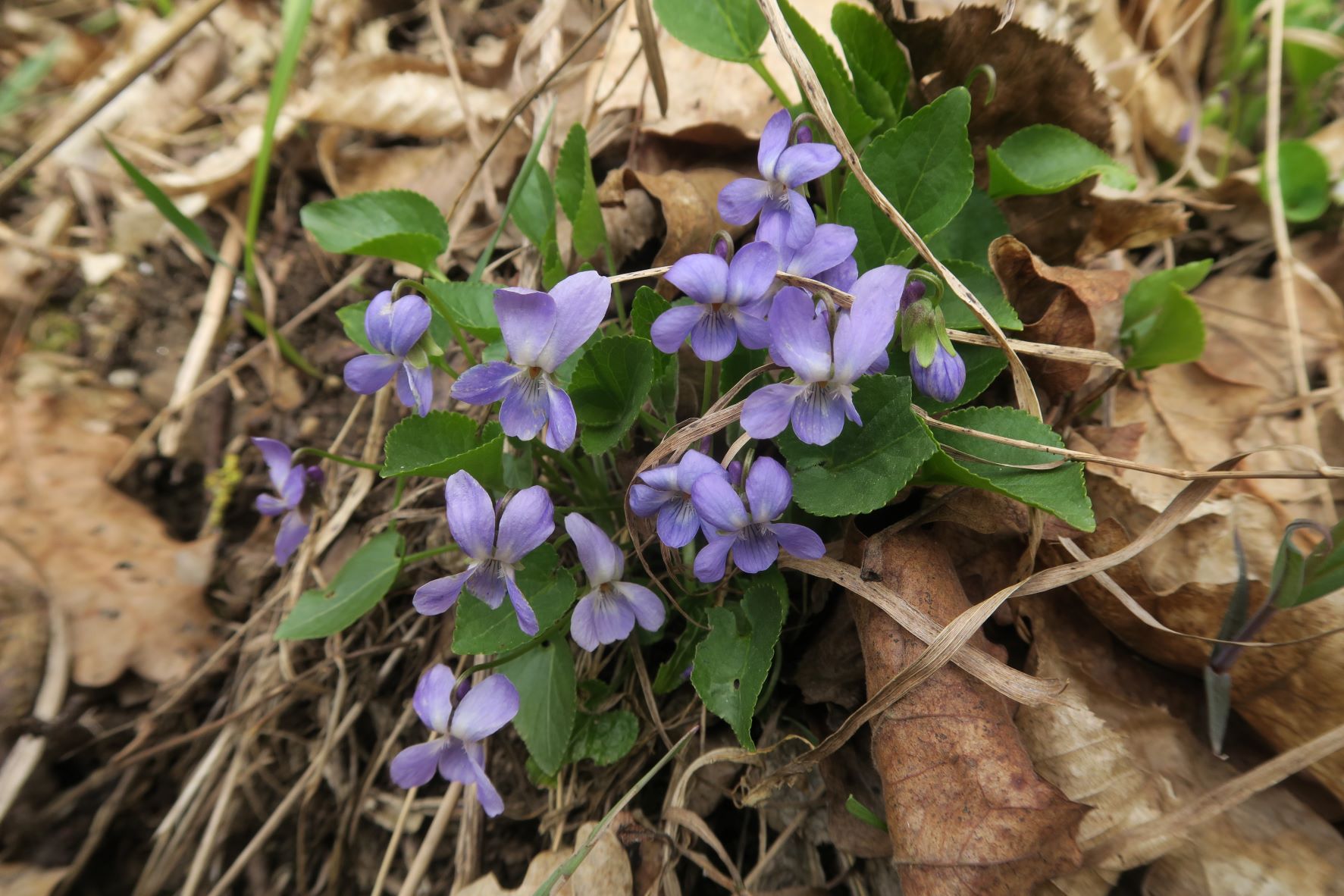 Viola hirta) Wiesen)-Veilchesn, Stiefernbachtal südexp. LBWld-Böschung LBWld 06.04.2022 C5X (1).JPG