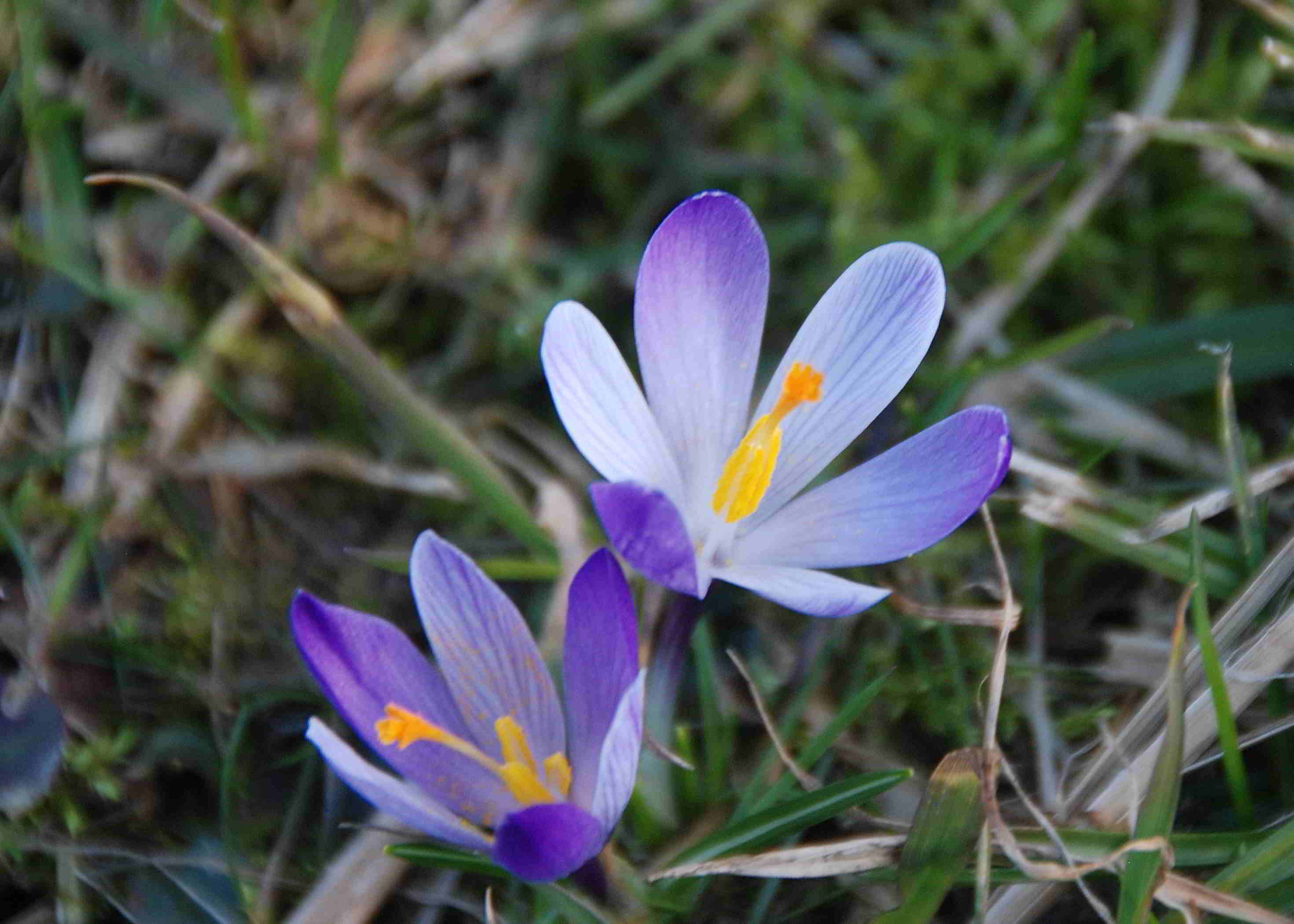 Gresten-NÖ-30032018-(52)-Standort Buchberg.JPG