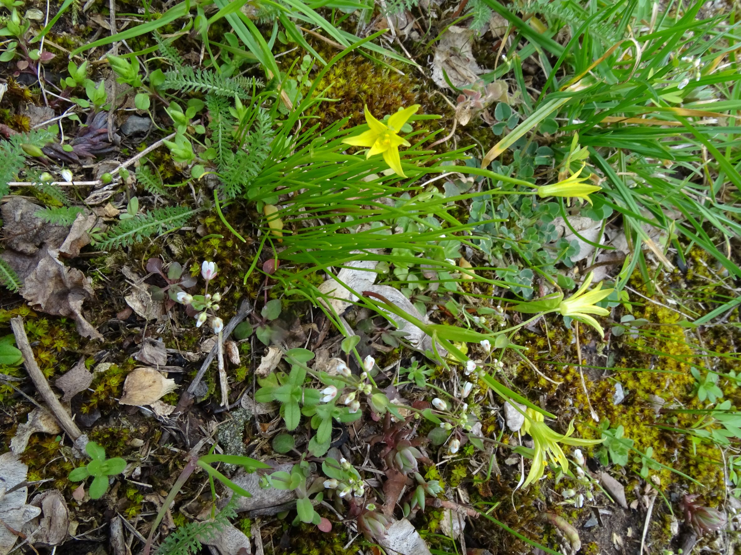 DSC03863 gagea cf. minima, friedhof hainburg, 2022-04-09.JPG