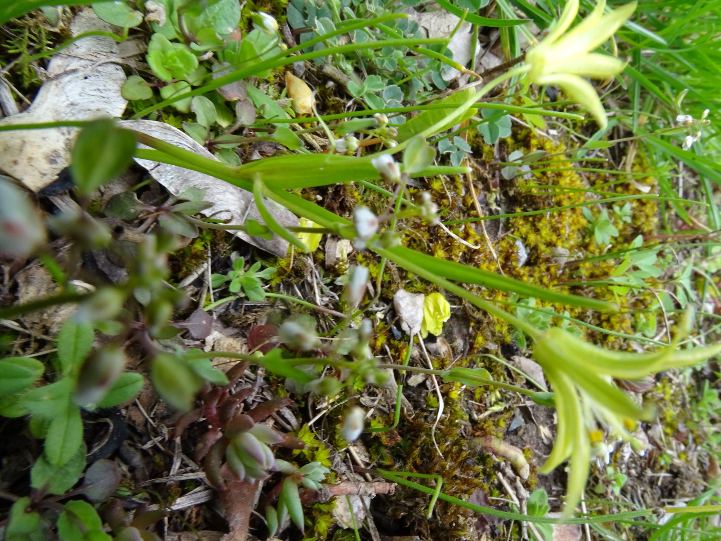 DSC03864 gagea cf. minima, friedhof hainburg, 2022-04-09.JPG