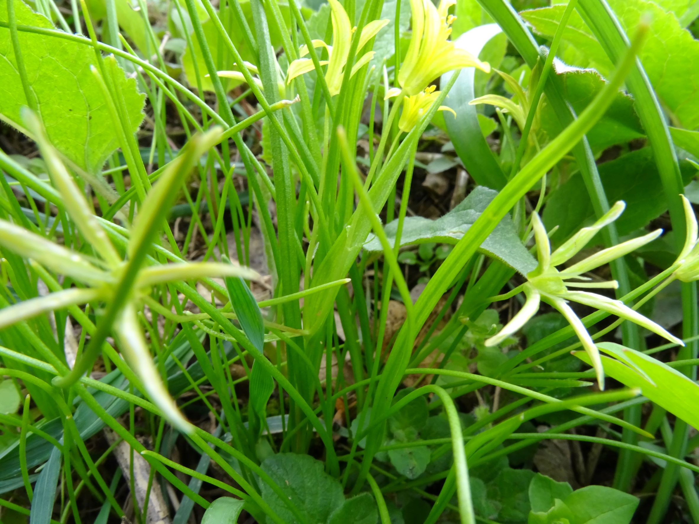 DSC03858 gagea cf. minima, friedhof hainburg, 2022-04-09.JPG