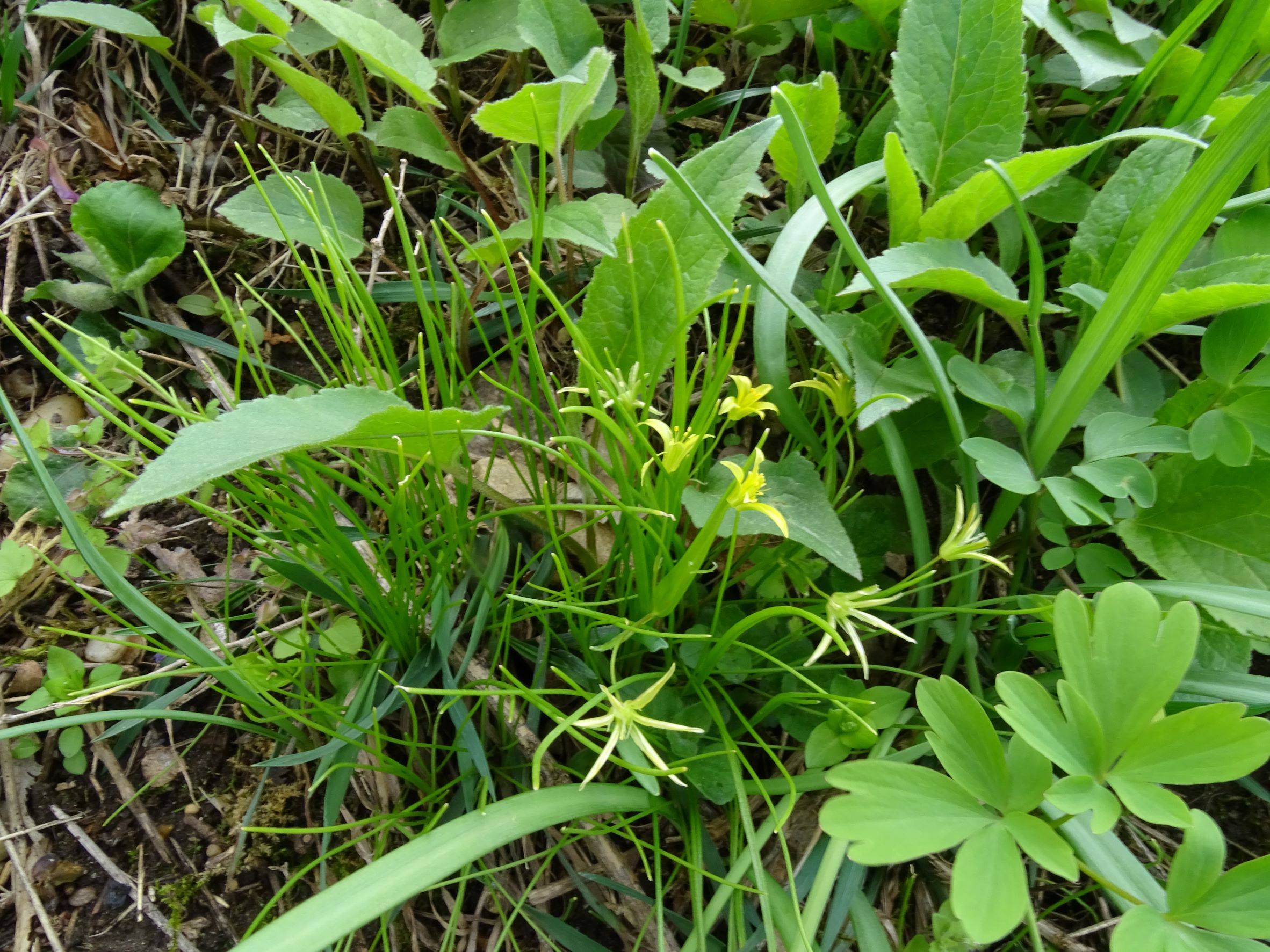 DSC03857 gagea cf. minima, friedhof hainburg, 2022-04-09.JPG