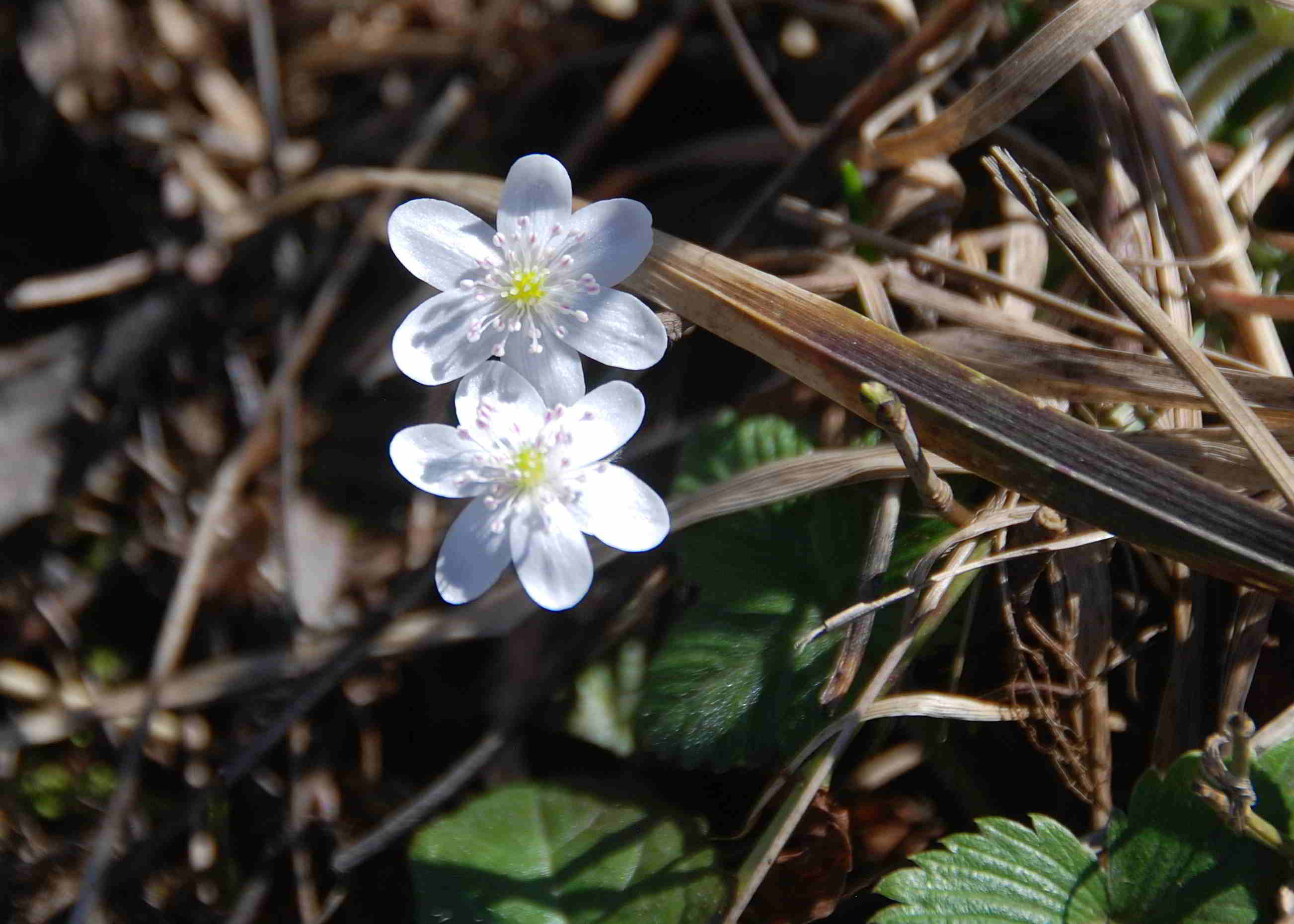 Gresten-NÖ-30032018-(8)-Standort Buchberg.JPG