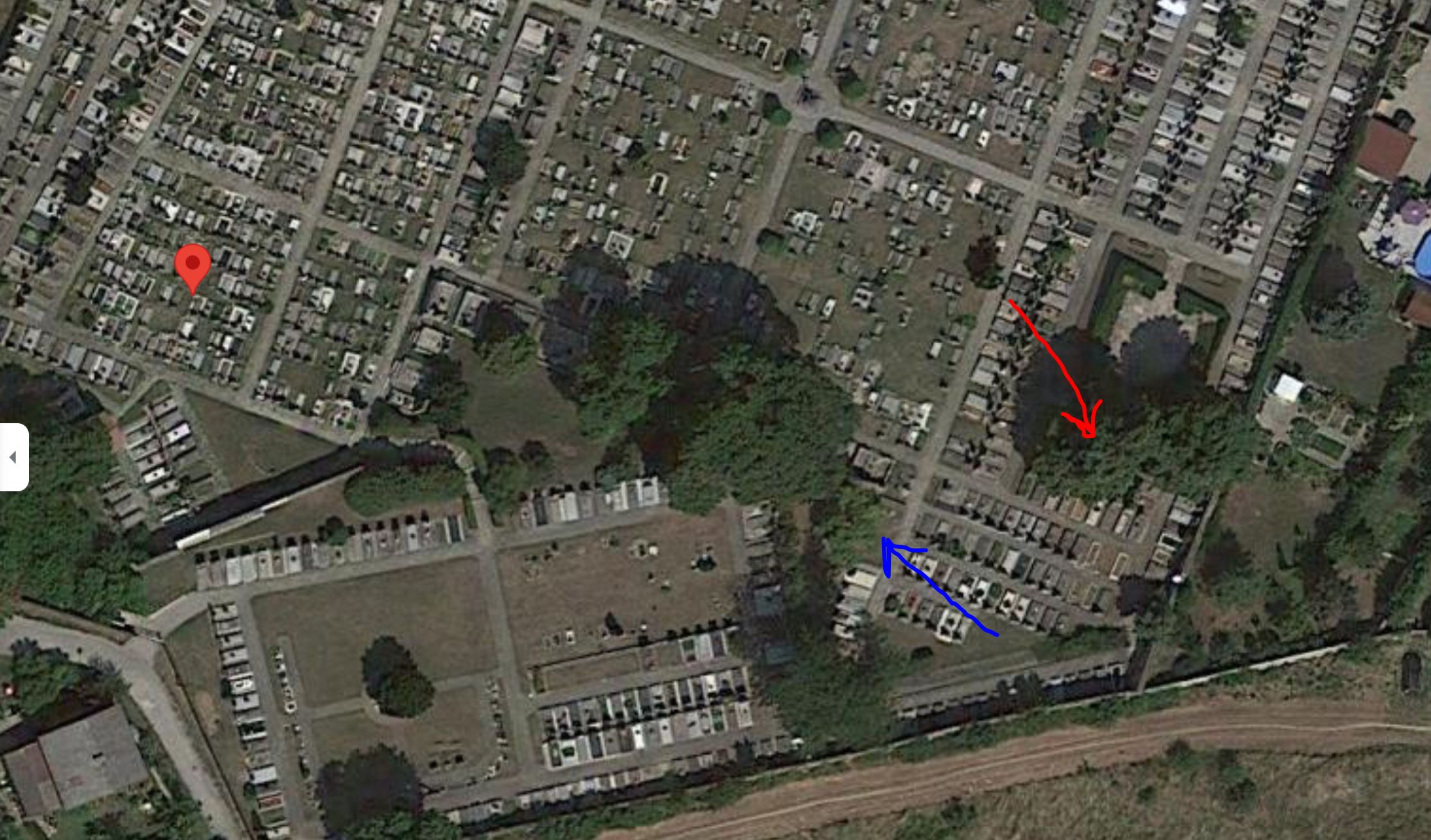 gagea jonas, rot cf minima, blau pusilla.JPG