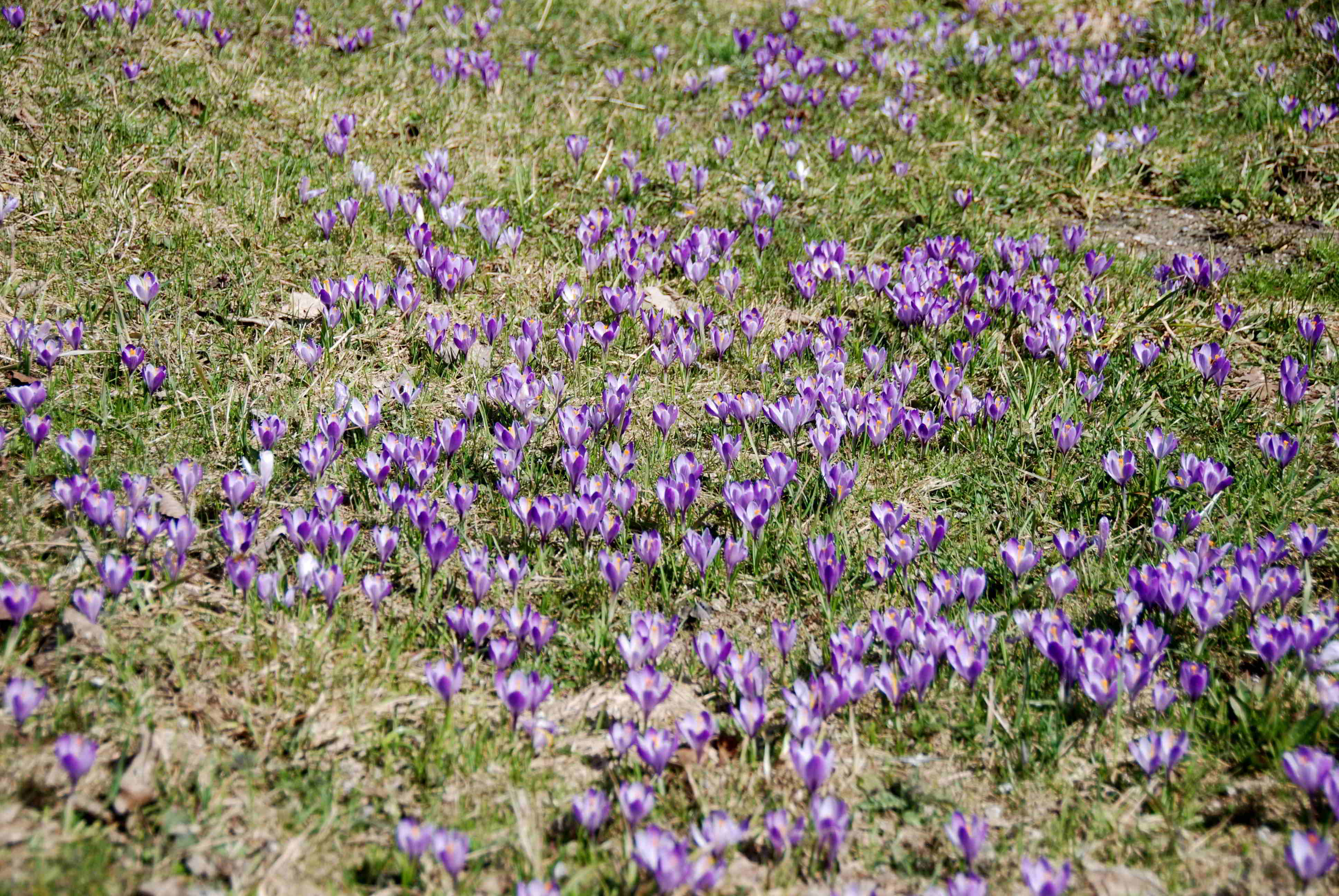 Gresten-NÖ-30032018-(78)-Standort Suttergresten.JPG