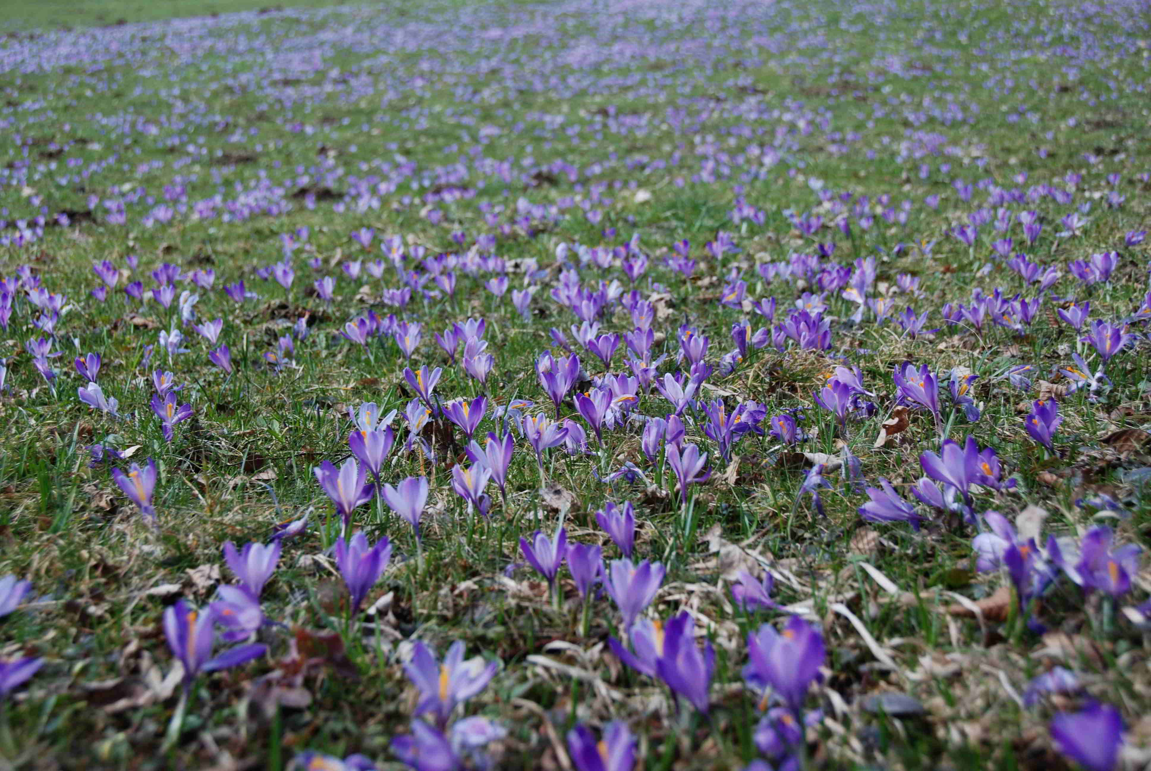 Gresten-NÖ-30032018-(82)-Standort Suttergresten.JPG