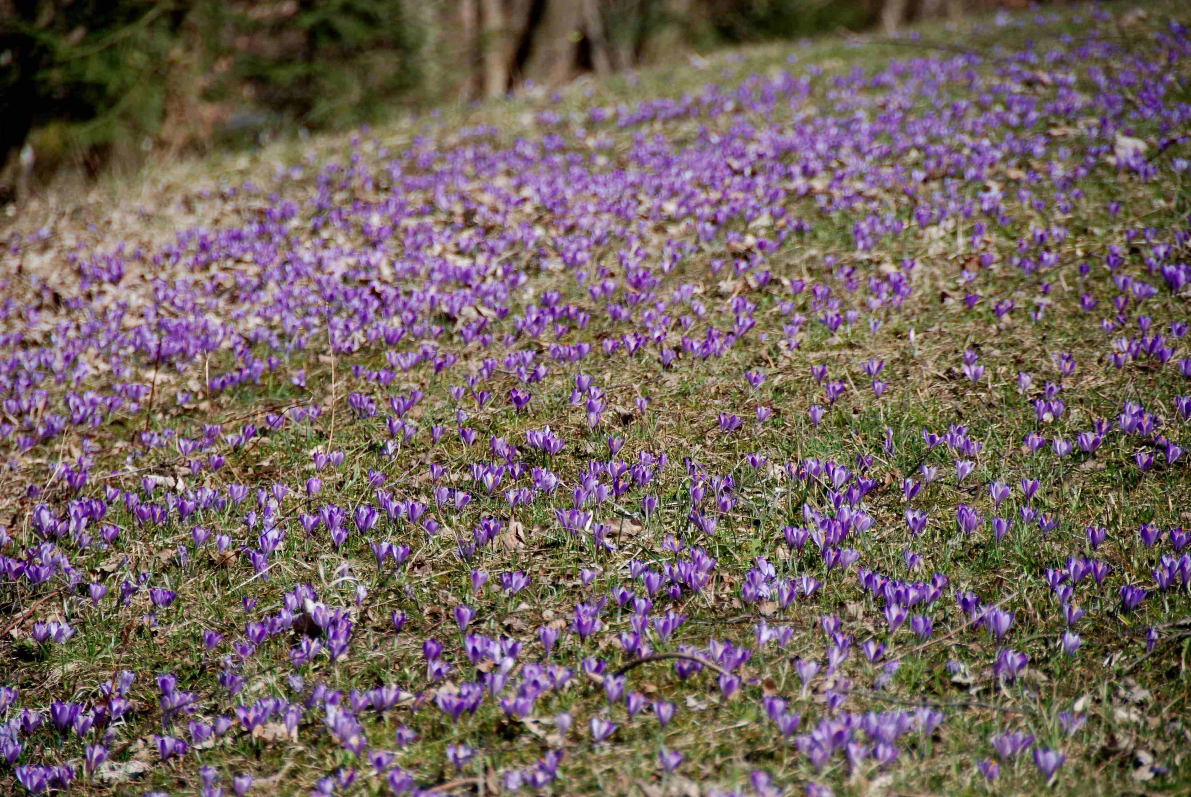 Gresten-NÖ-30032018-(111)-Standort Suttergresten.JPG