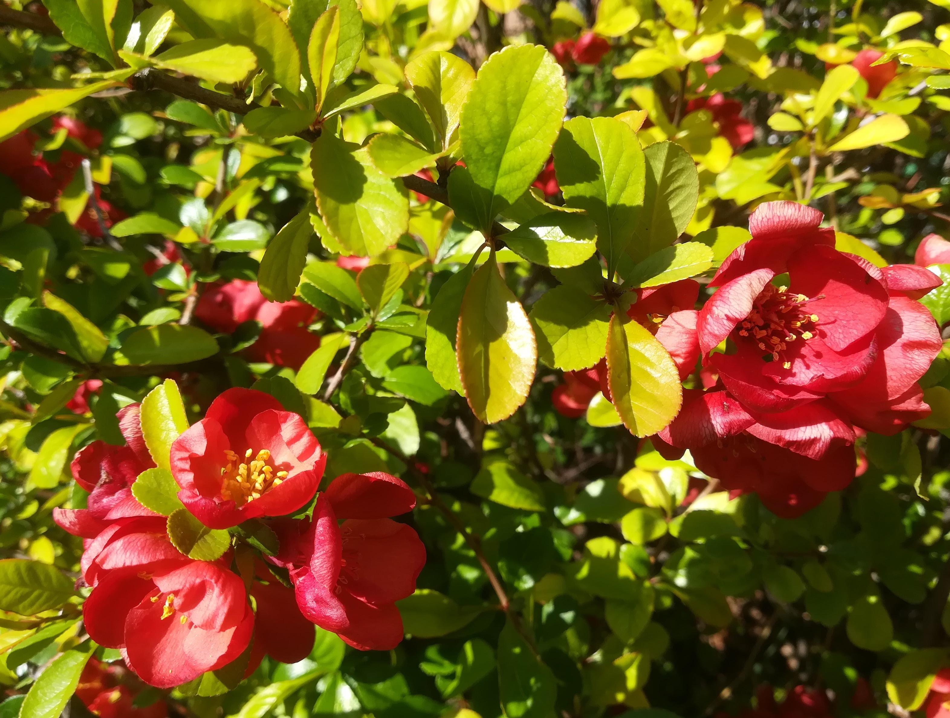 chaenomeles cf. x superba  arsenal_20220412_153737.jpg