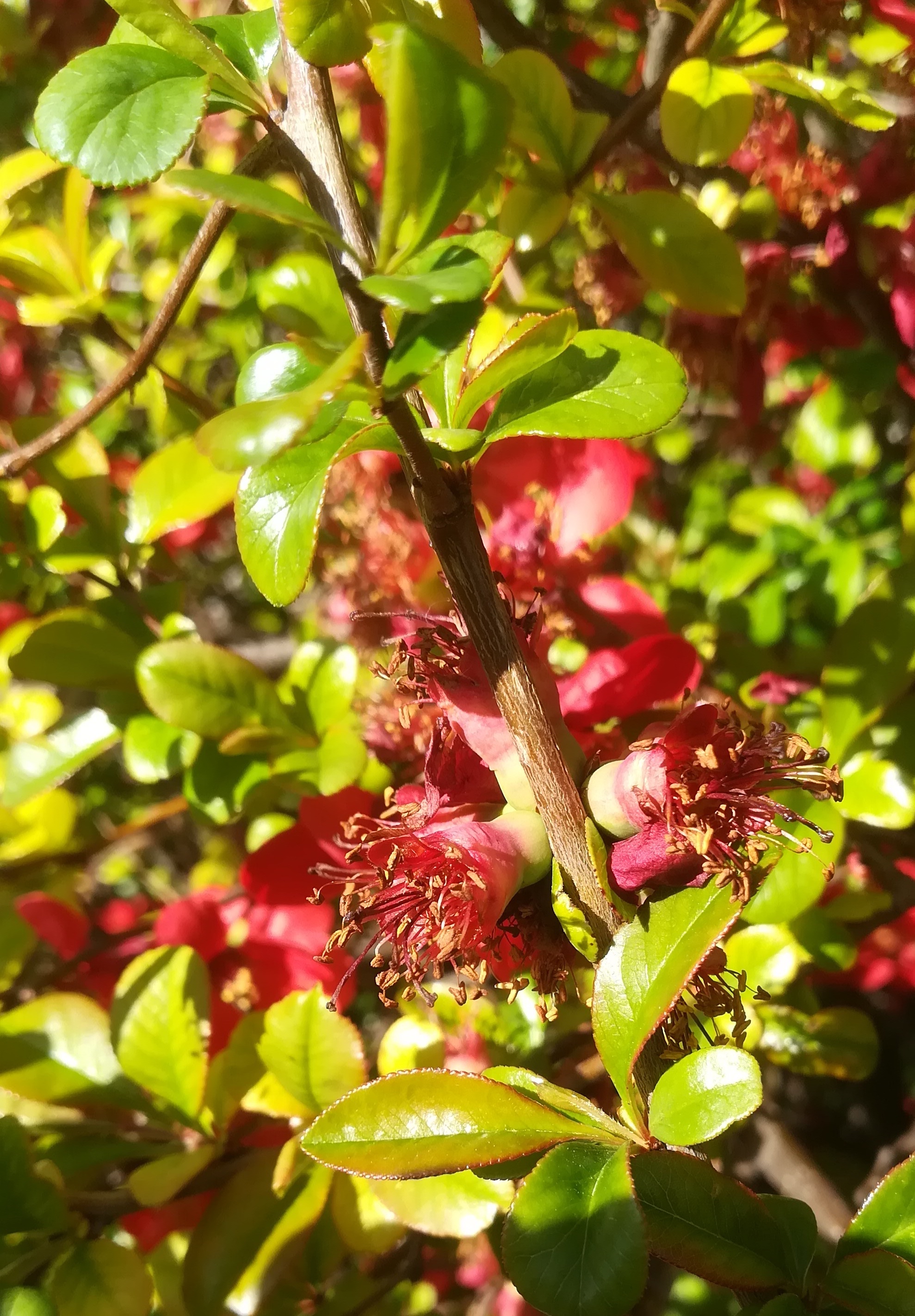 chaenomeles cf. x superba arsenal_20220412_153721.jpg