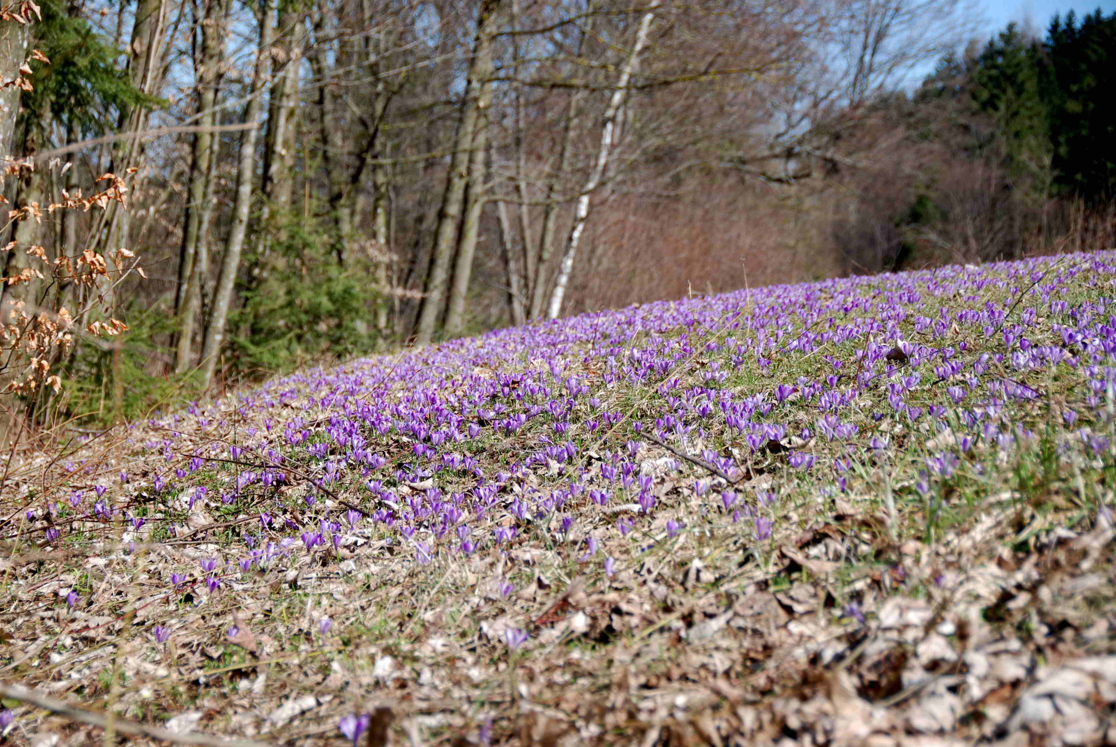 Gresten-NÖ-30032018-(122)-Standort Suttergresten.JPG