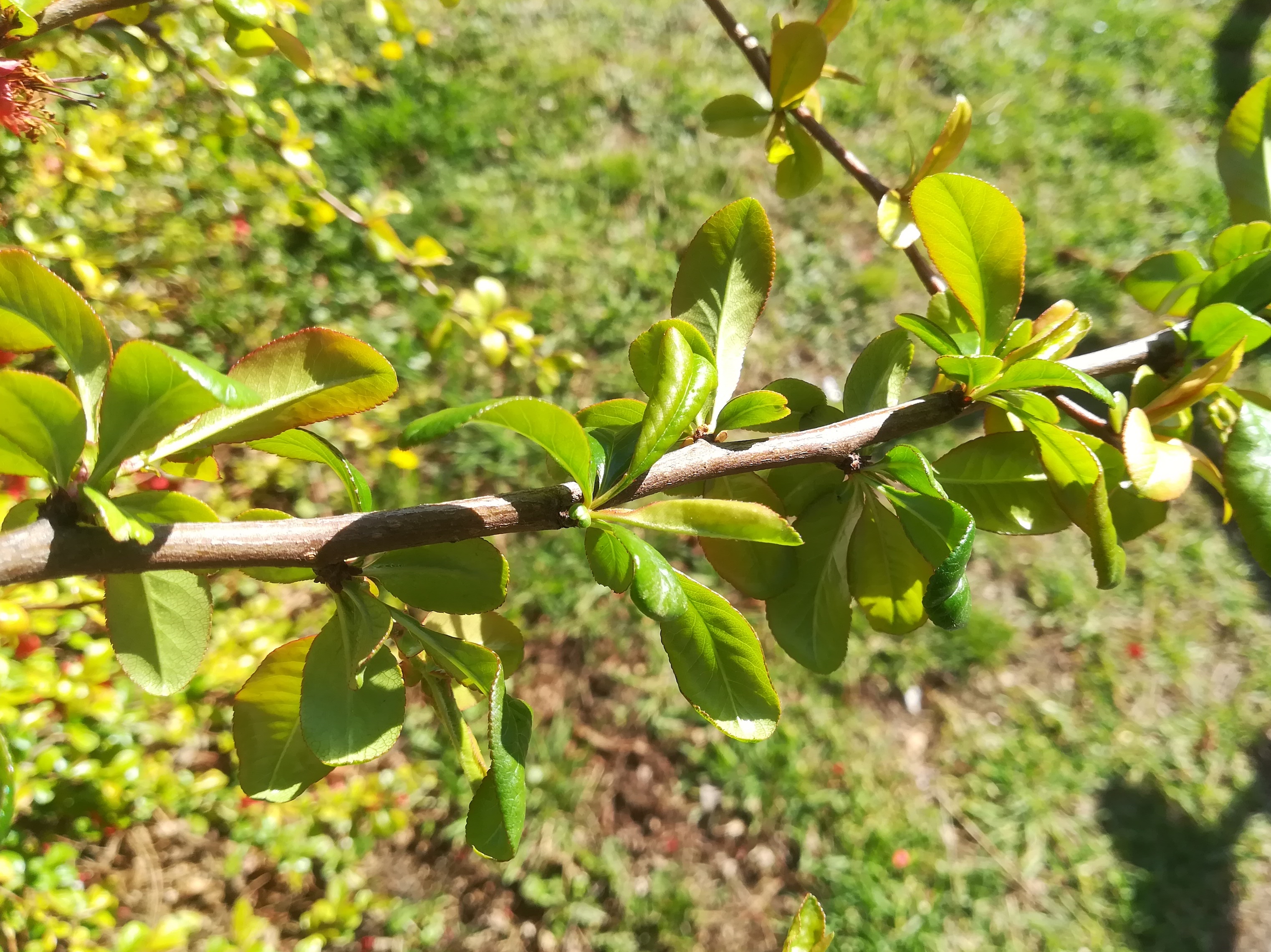 chaenomeles cf. x superba arsenal_20220412_153703.jpg