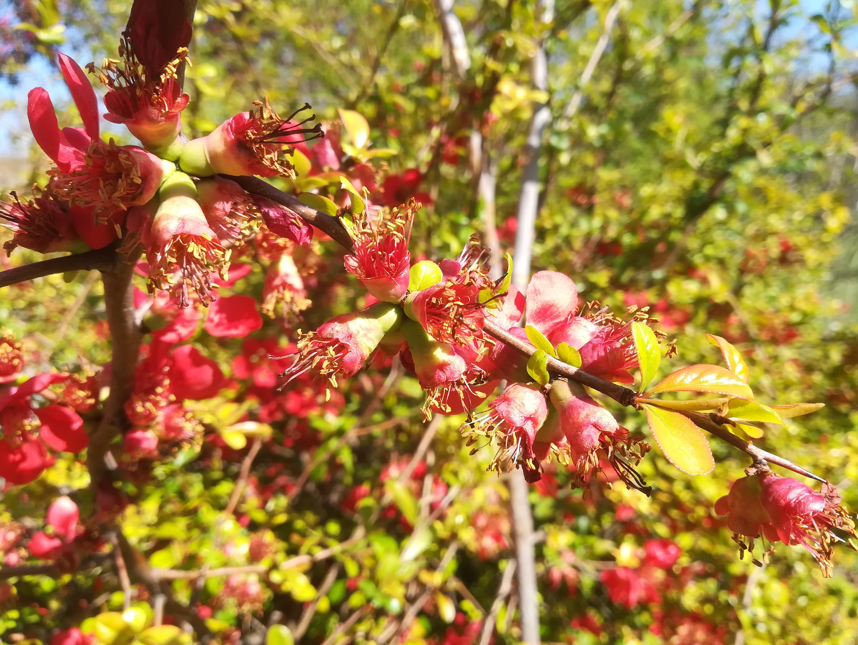 chaenomeles cf. x superba arsenal_20220412_153631.jpg