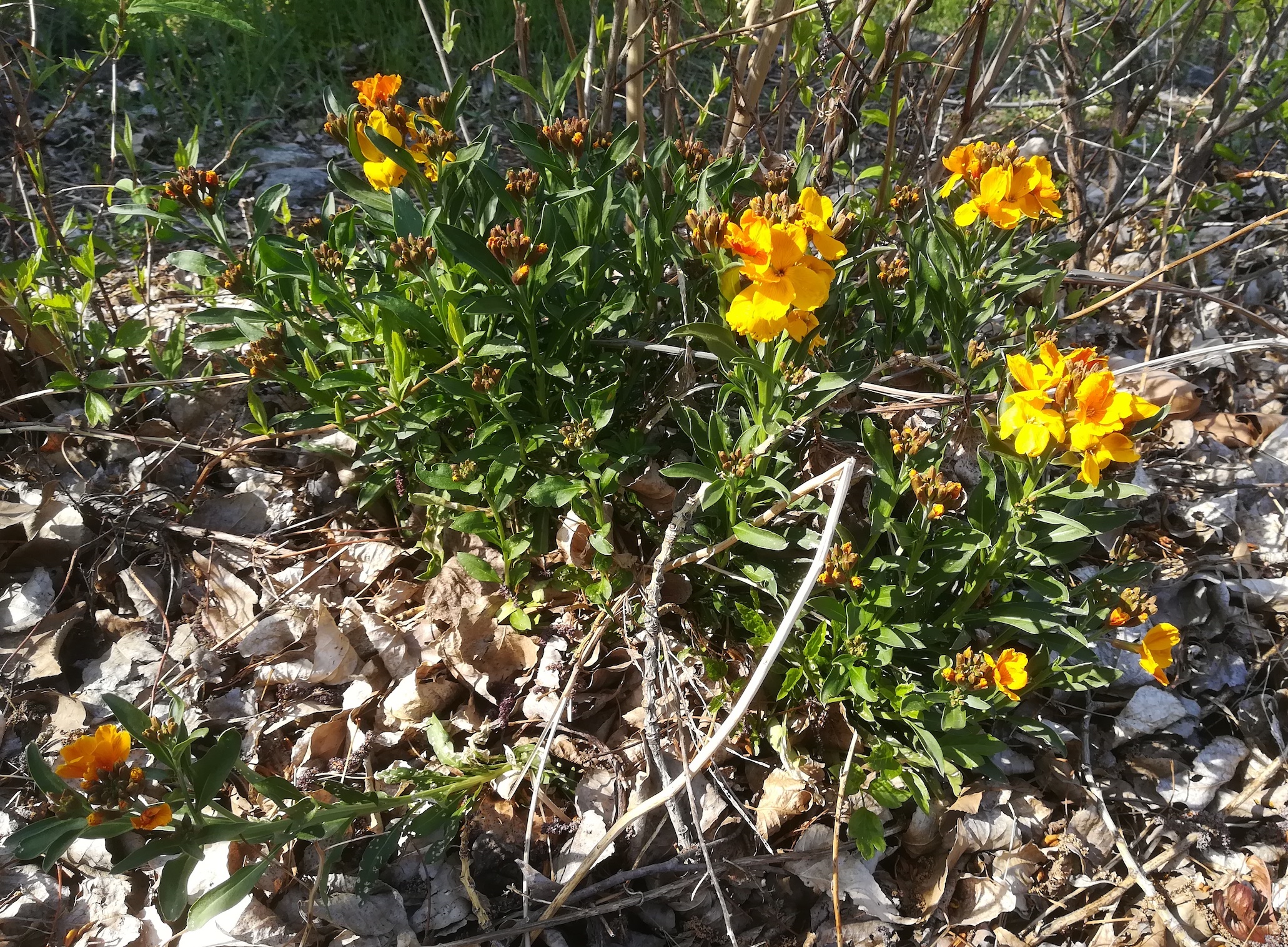 cf. erysimum x cheiri franz-grill-straße SE kaserne arsenal_20220412_151929.jpg
