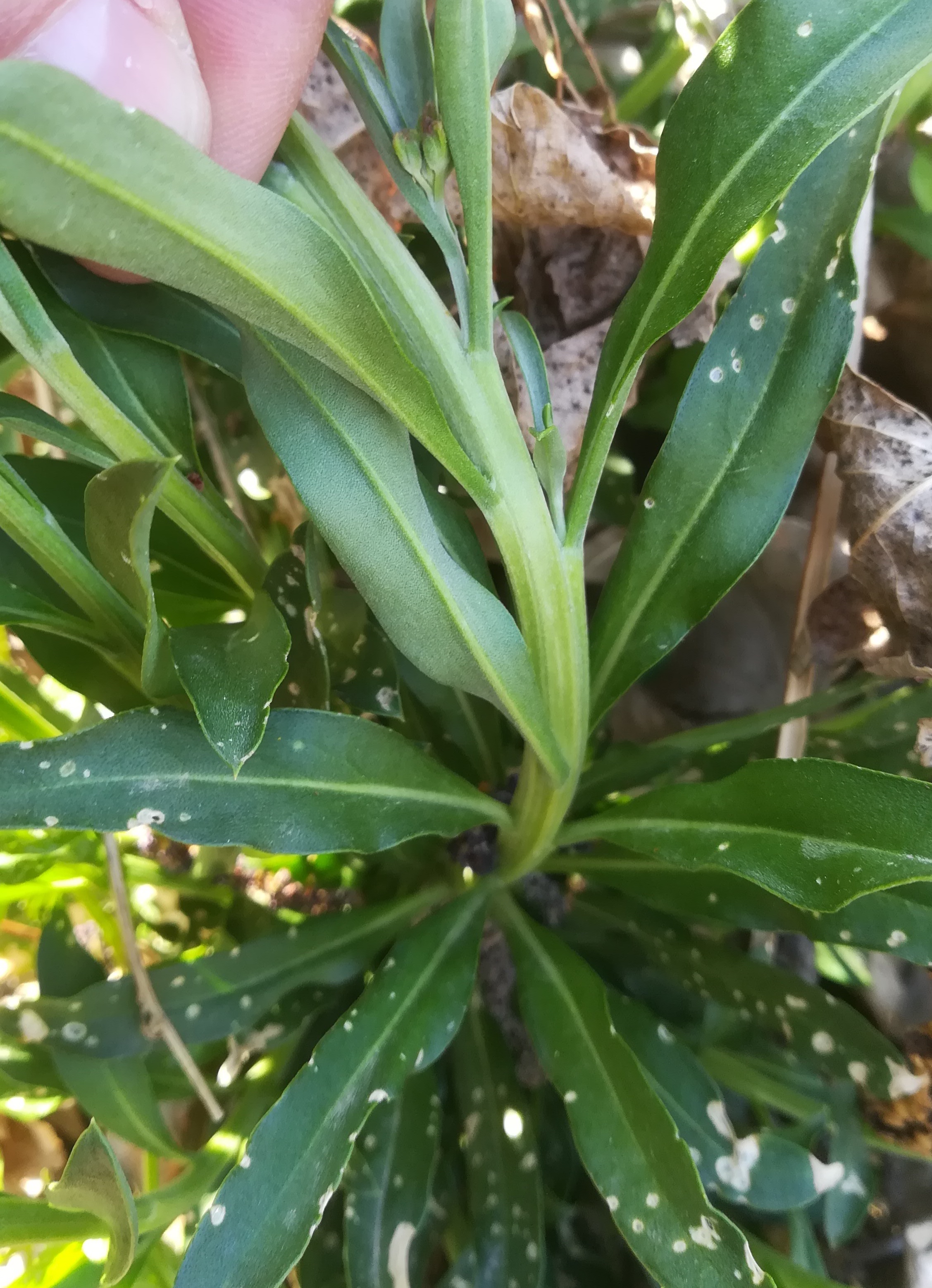 cf. erysimum x cheiri franz-grill-straße SE kaserne arsenal_20220412_152019.jpg