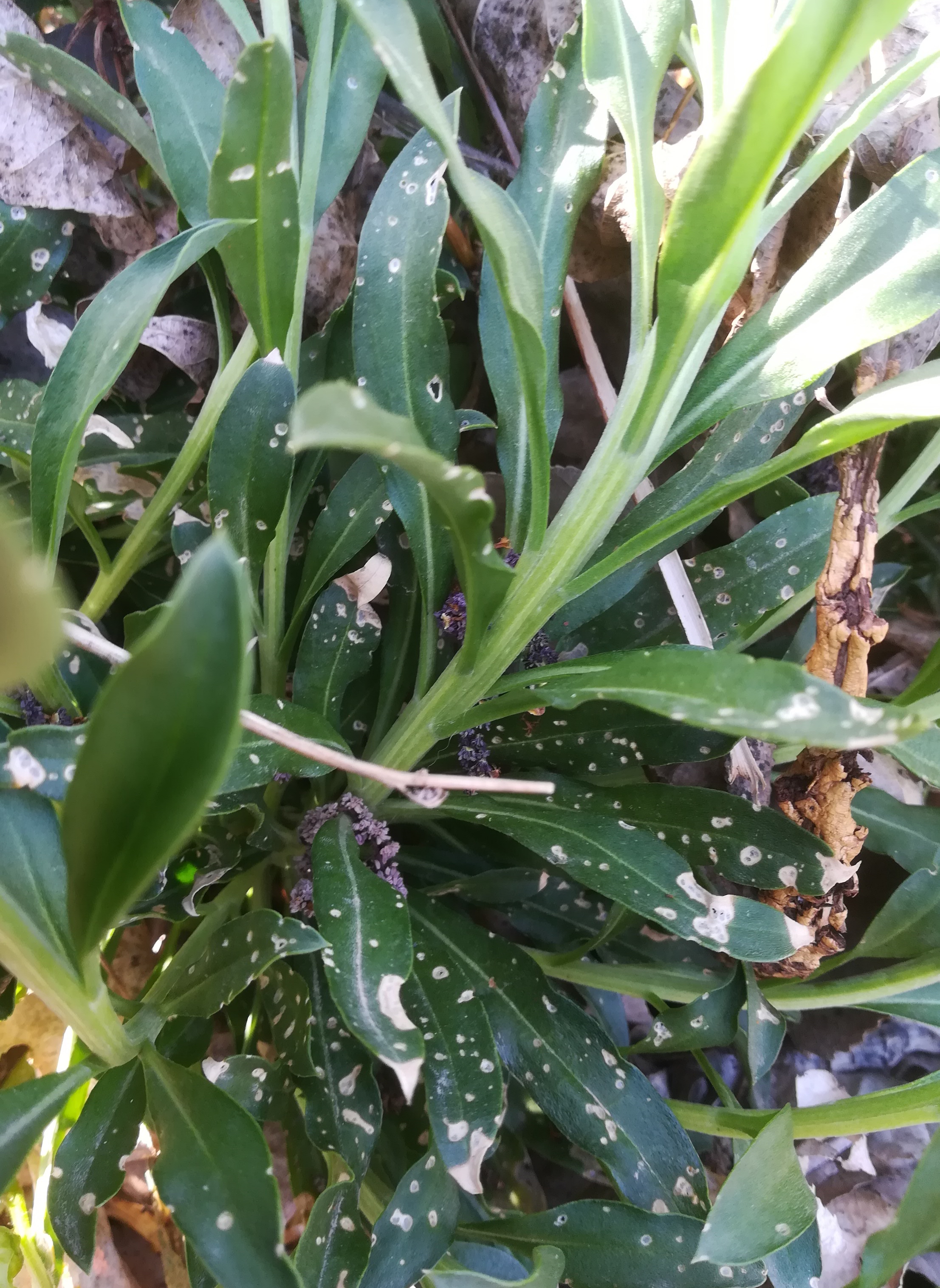 cf. erysimum x cheiri franz-grill-straße SE kaserne arsenal_20220412_152004.jpg