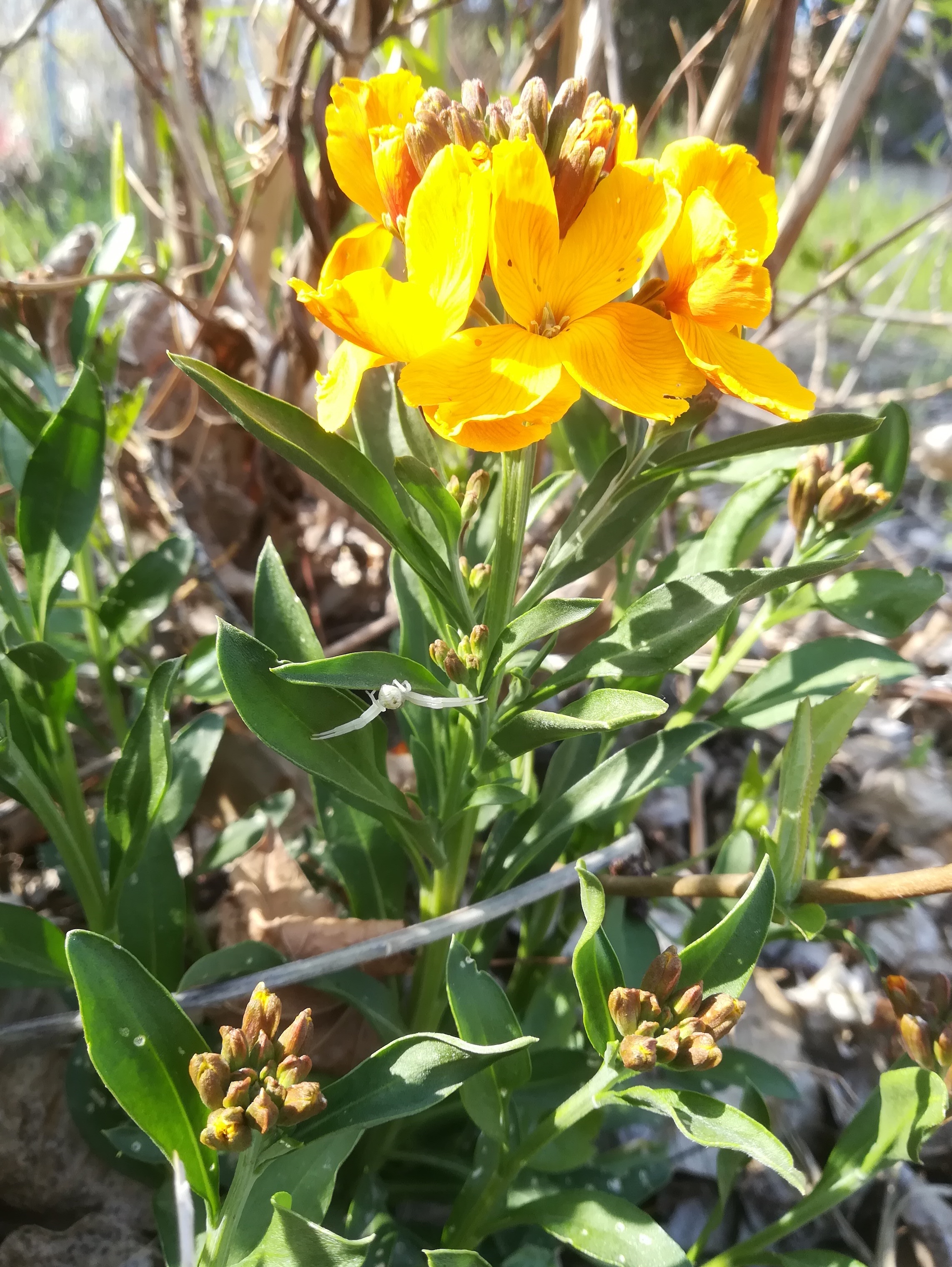 cf. erysimum x cheiri franz-grill-straße SE kaserne arsenal_20220412_151958.jpg