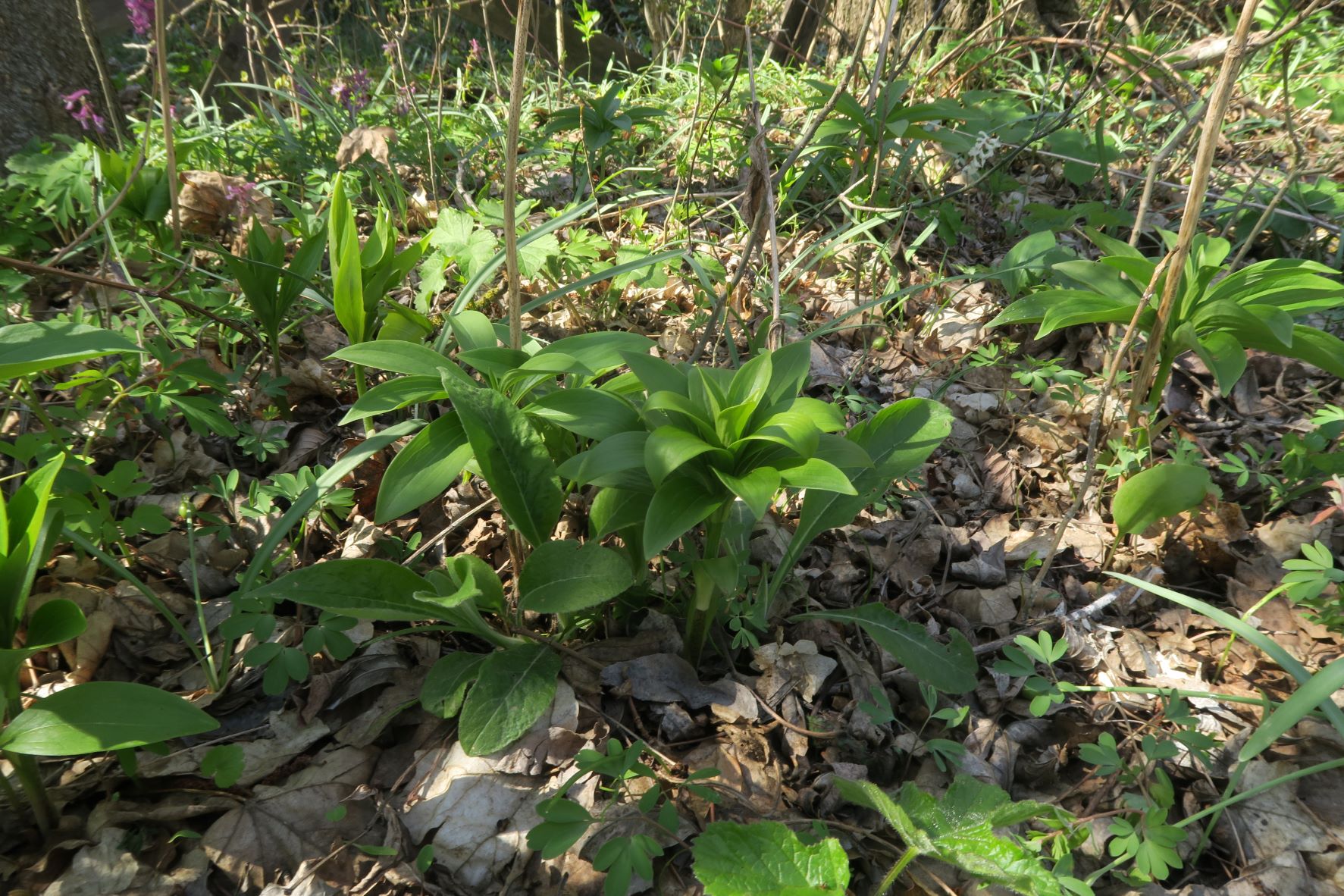 Breitenbrunn Mitterberg Weiernbründlweg Böschung 12.04 (2).JPG