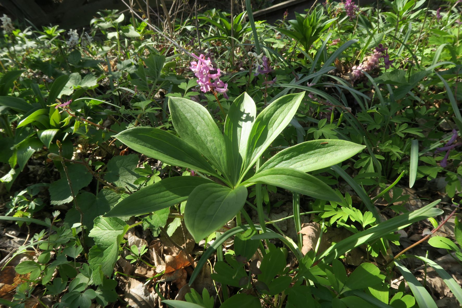 Breitenbrunn Mitterberg Weiernbründlweg Böschung 12.04 (1).JPG
