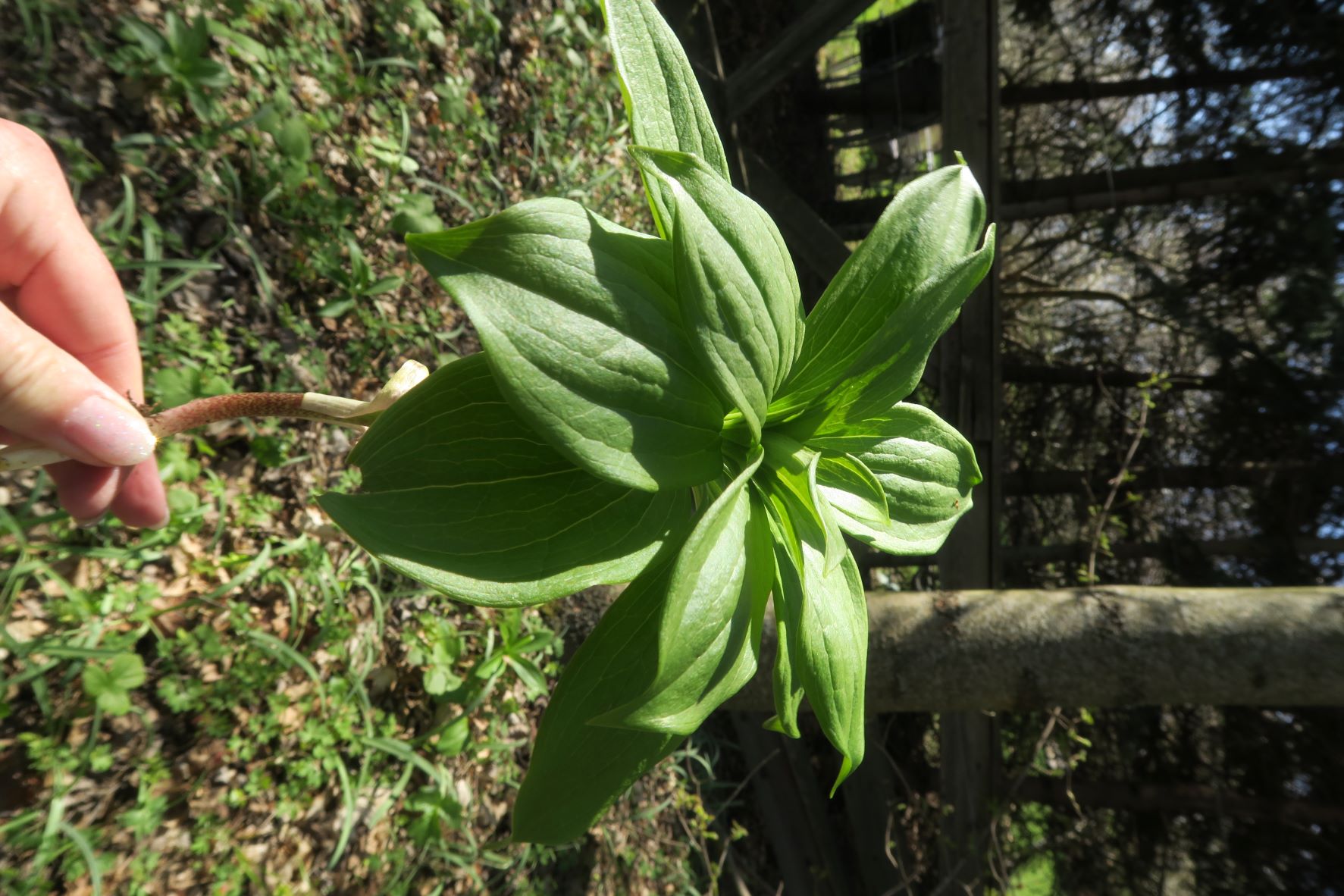 Breitenbrunn Mitterberg Weiernbründlweg Böschung 12.04 (3).JPG