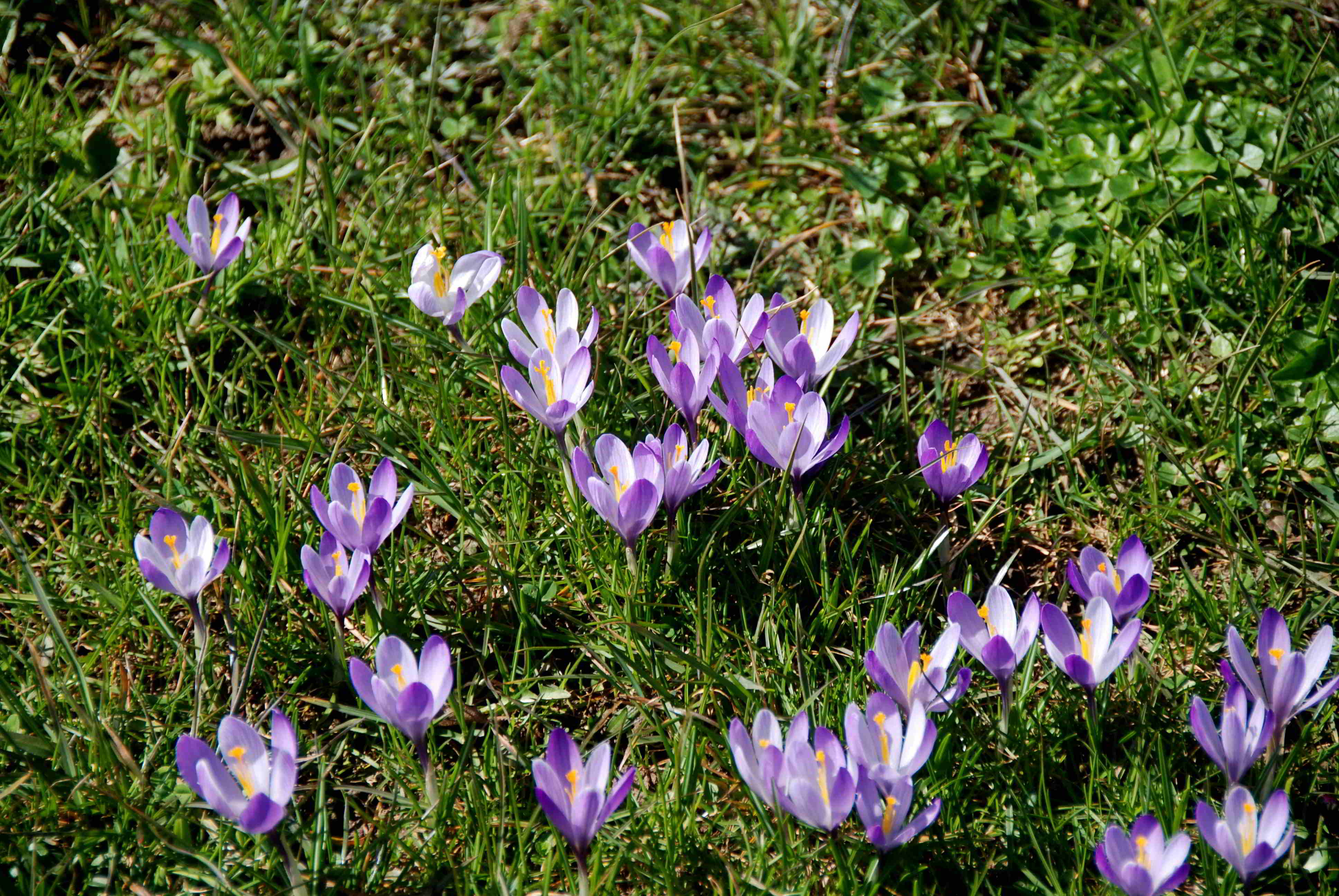 Gresten-NÖ-30032018-(76)-Standort Suttergresten.JPG