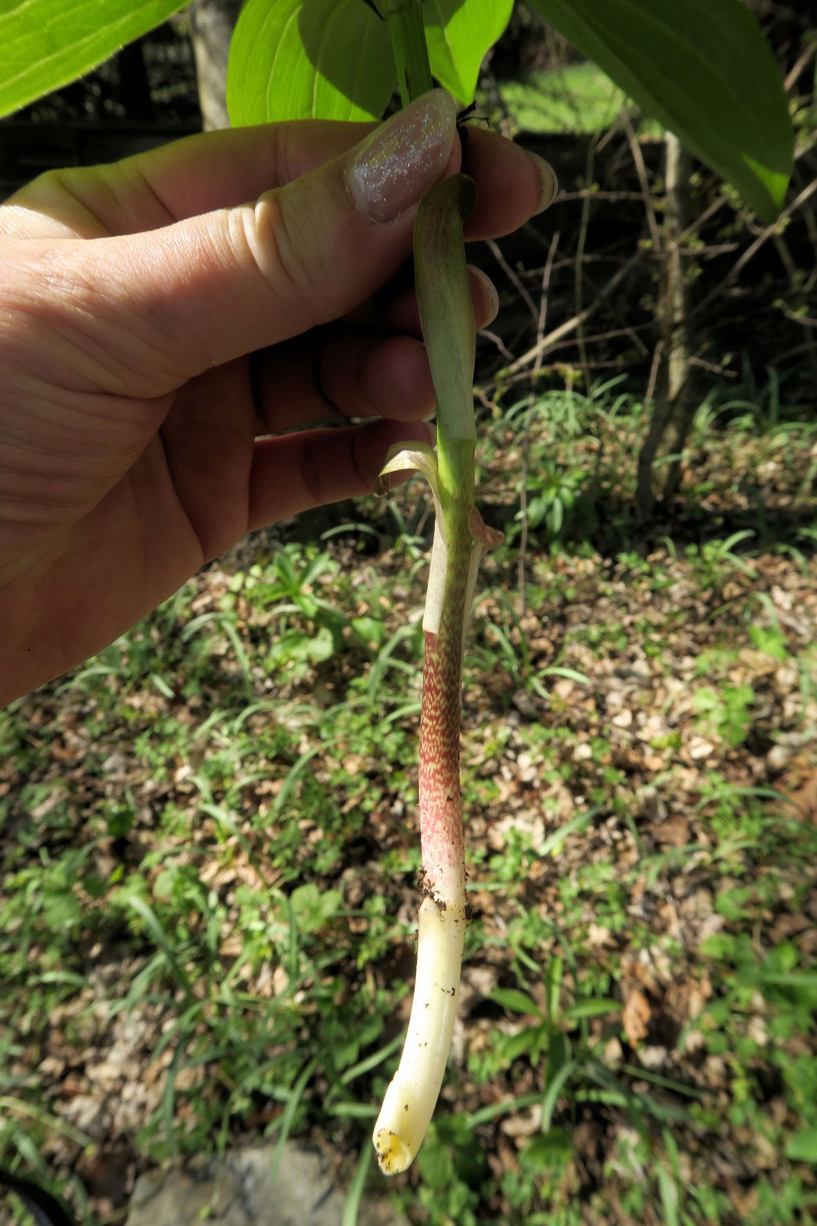 Breitenbrunn Mitterberg Weiernbründlweg Böschung 12.04 (4).JPG