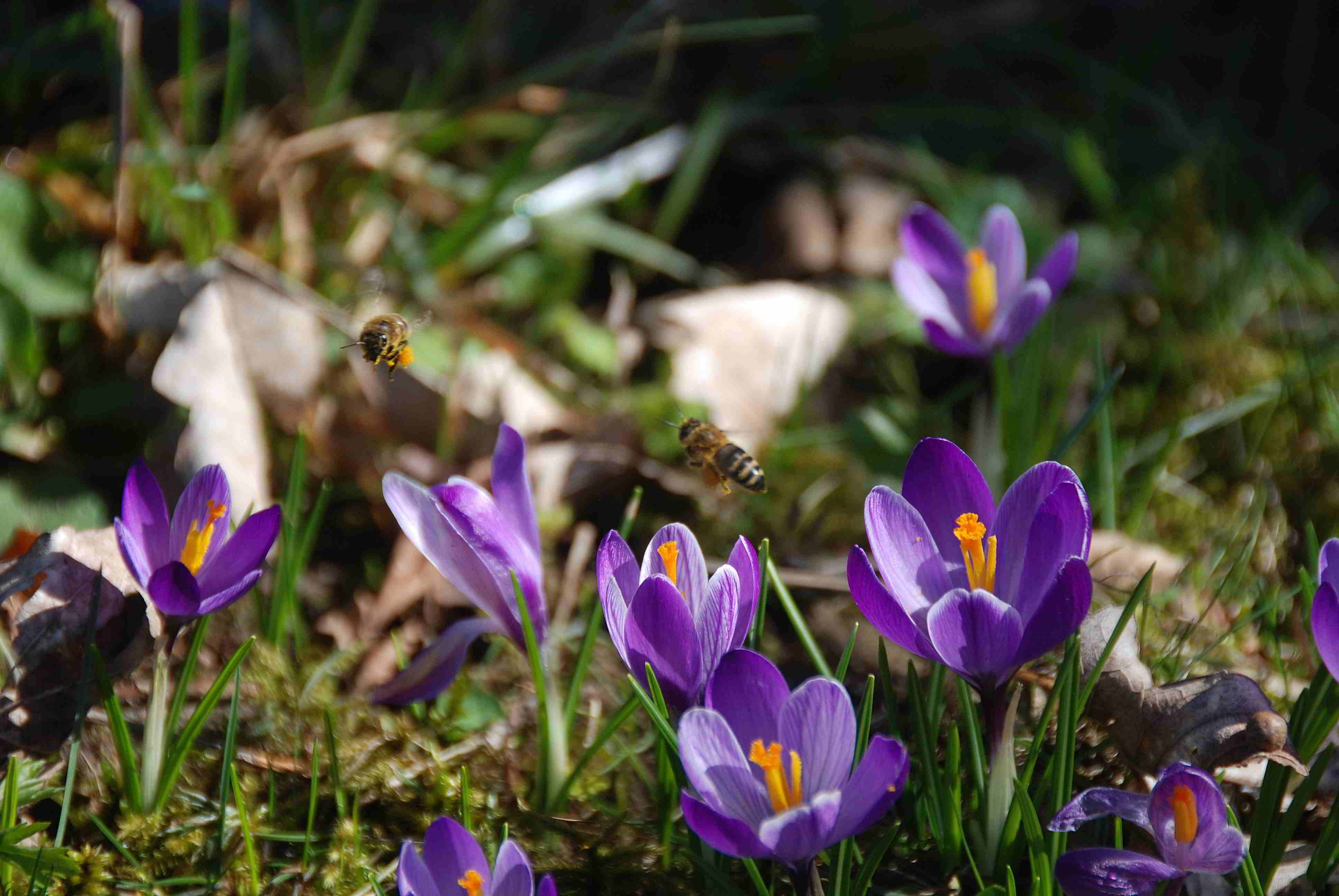 Gresten-NÖ-30032018-(108)-Standort Suttergresten.JPG