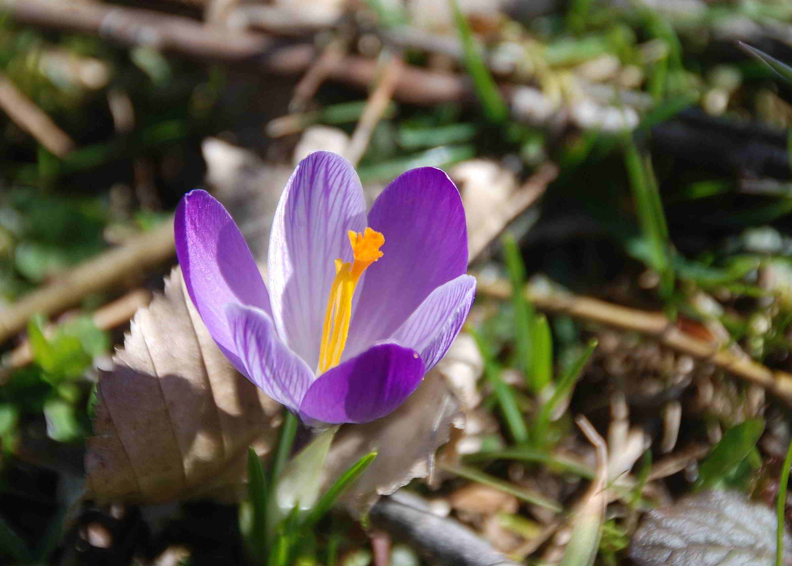 Gresten-NÖ-30032018-(128)-Standort Suttergresten.JPG
