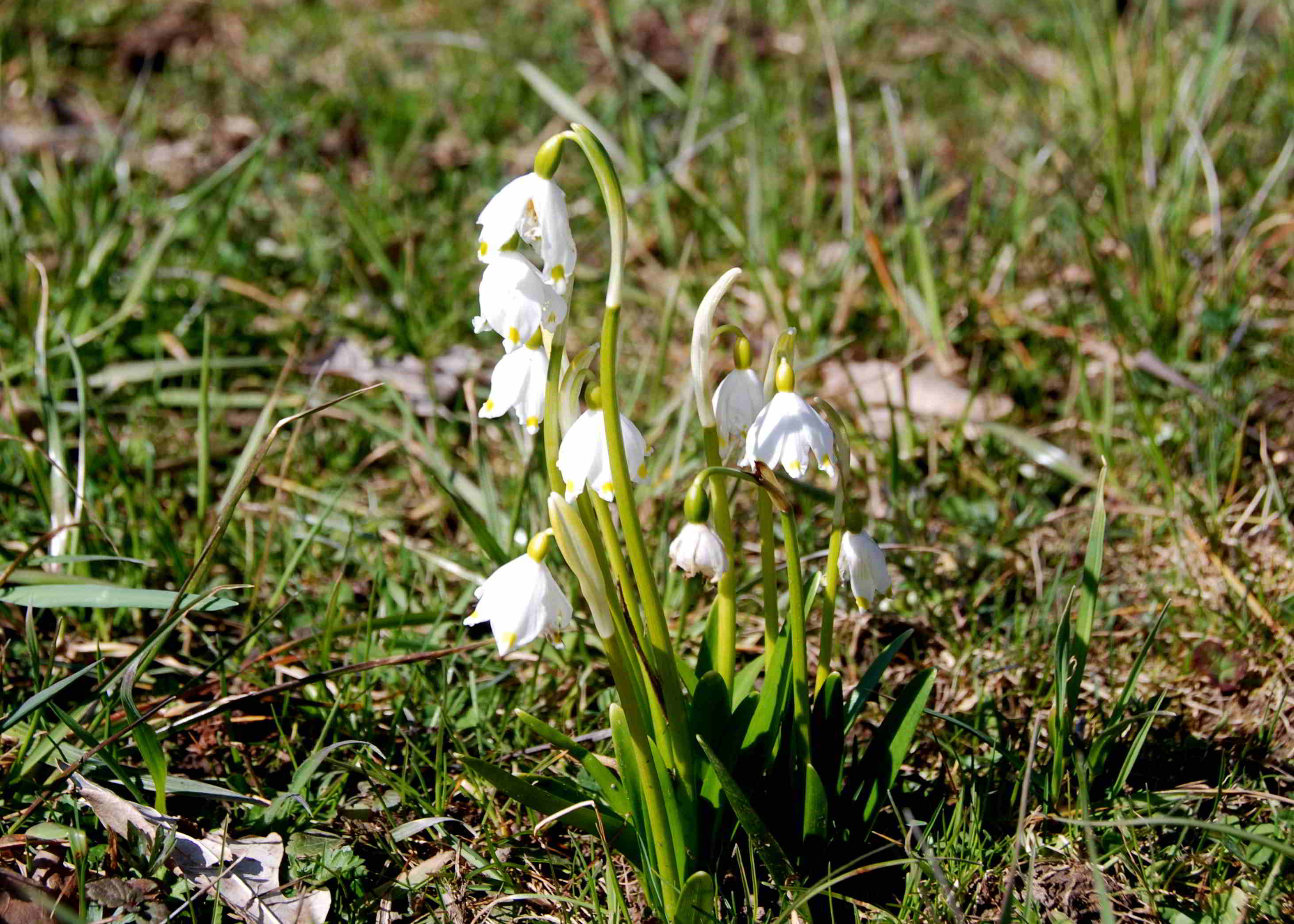 Gresten-NÖ-30032018-(135)-Standort Suttergresten.JPG