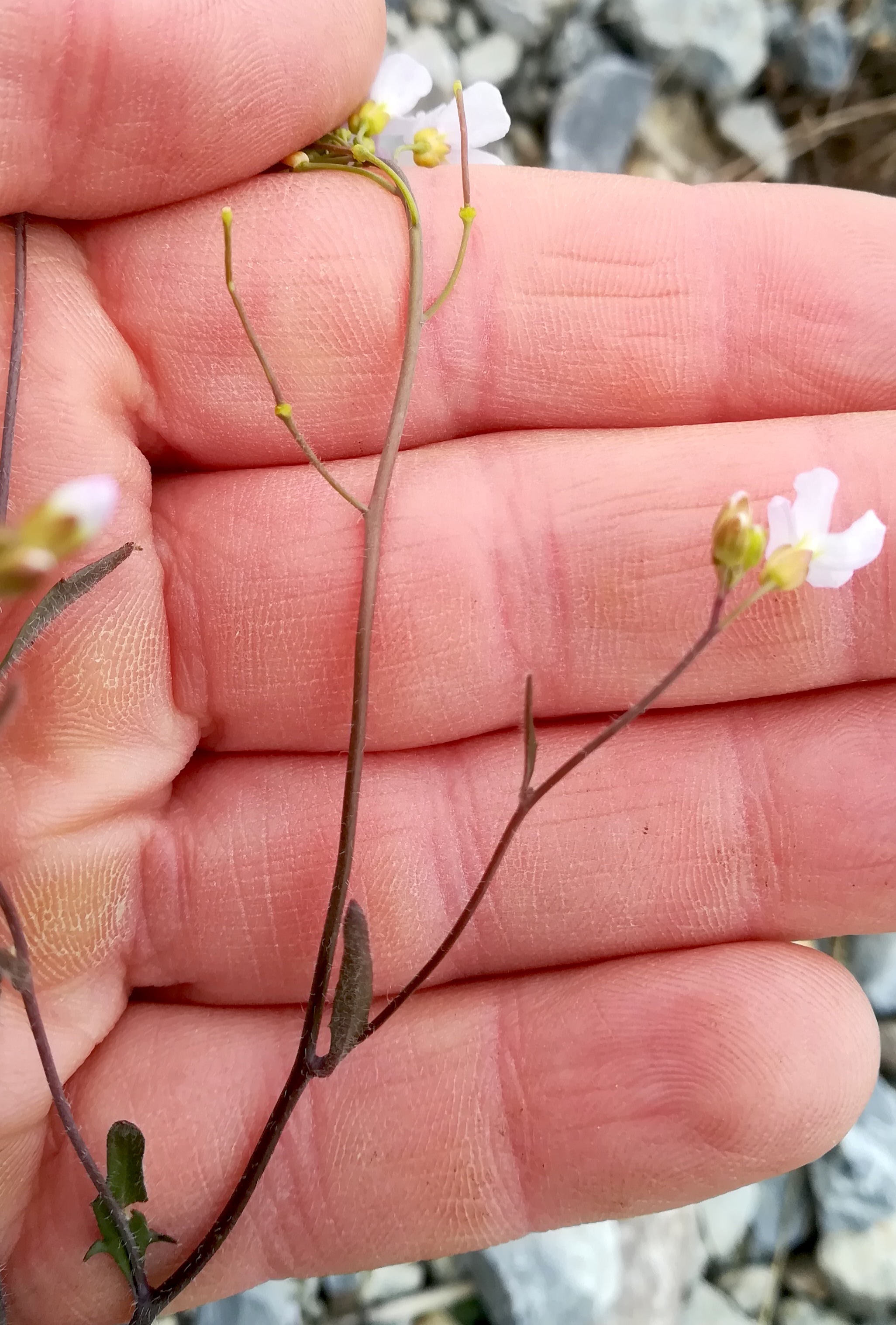 cf. arabidopsis arenosa wartberg SW scharndorf_20220416_120107.jpg