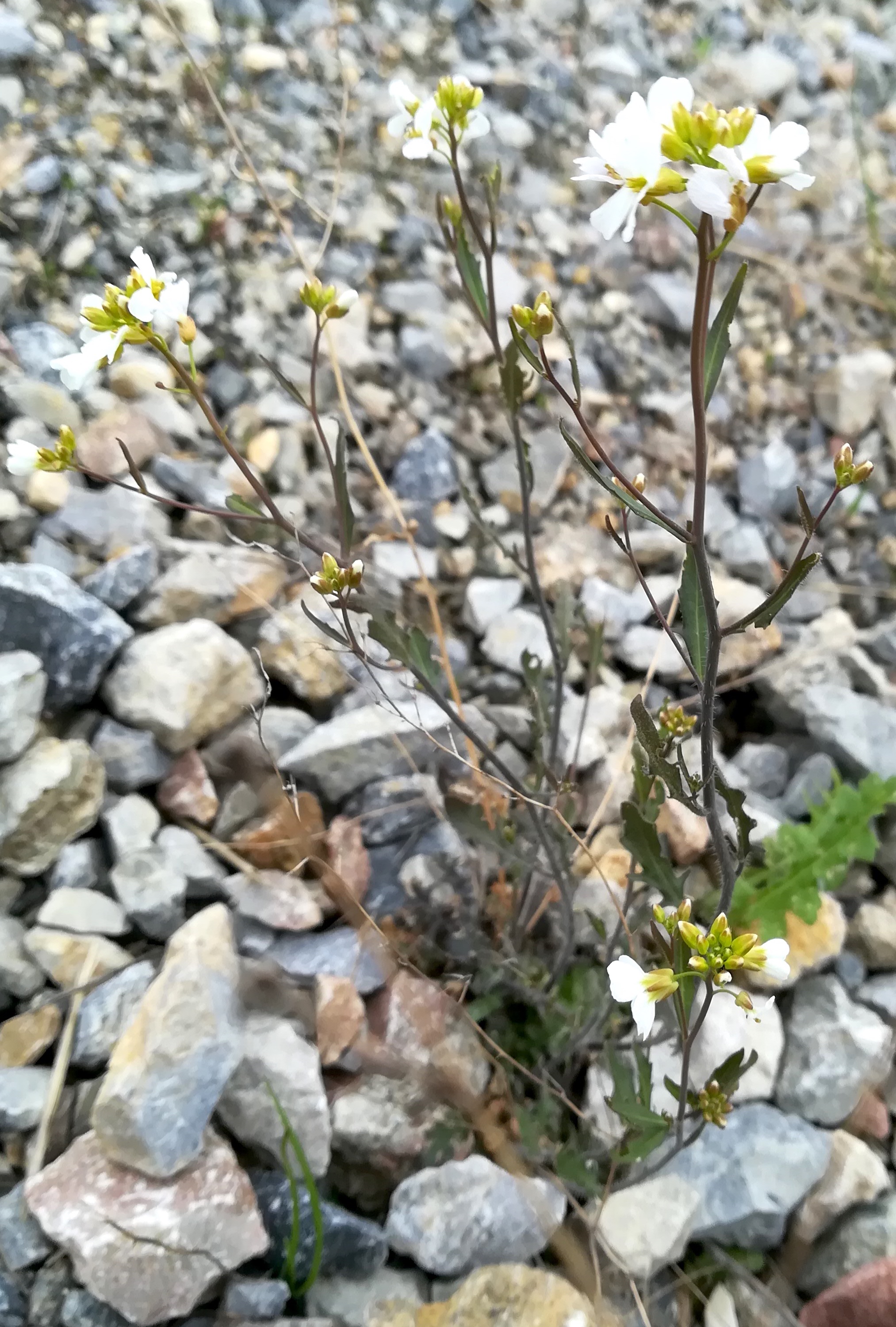 cf. arabidopsis arenosa wartberg SW scharndorf_20220416_115937.jpg
