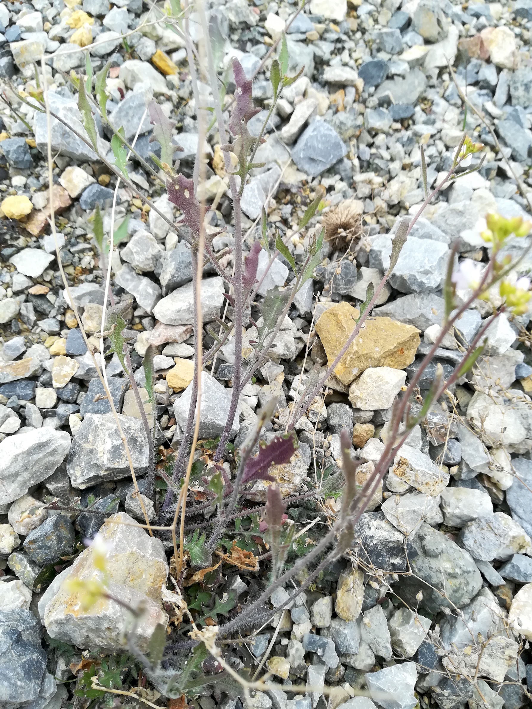 cf. arabidopsis arenosa wartberg SW scharndorf_20220416_120040.jpg