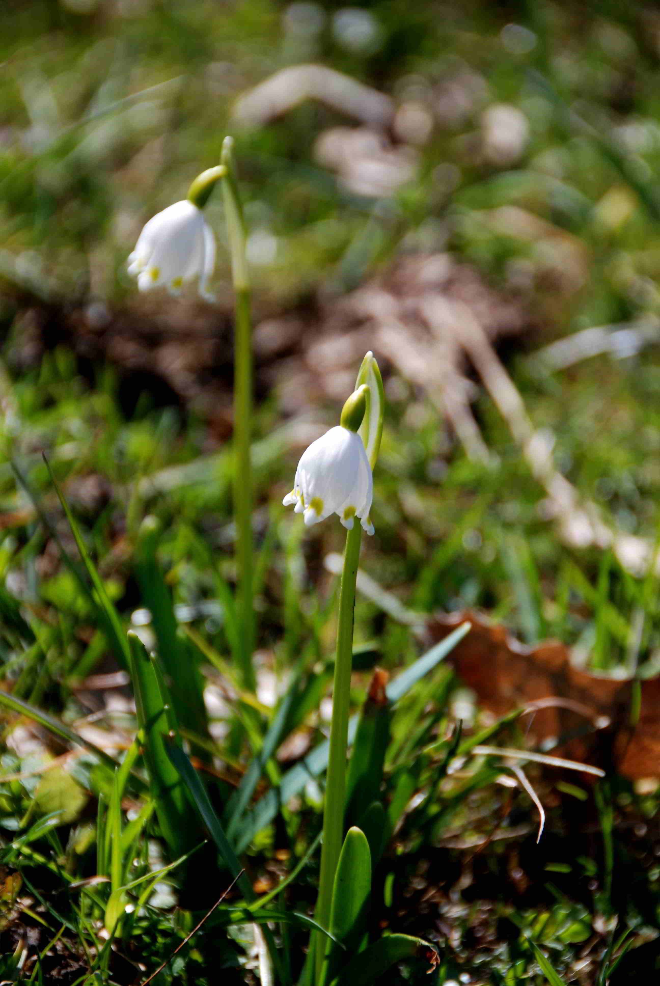 Gresten-NÖ-30032018-(137)-Standort Suttergresten.JPG