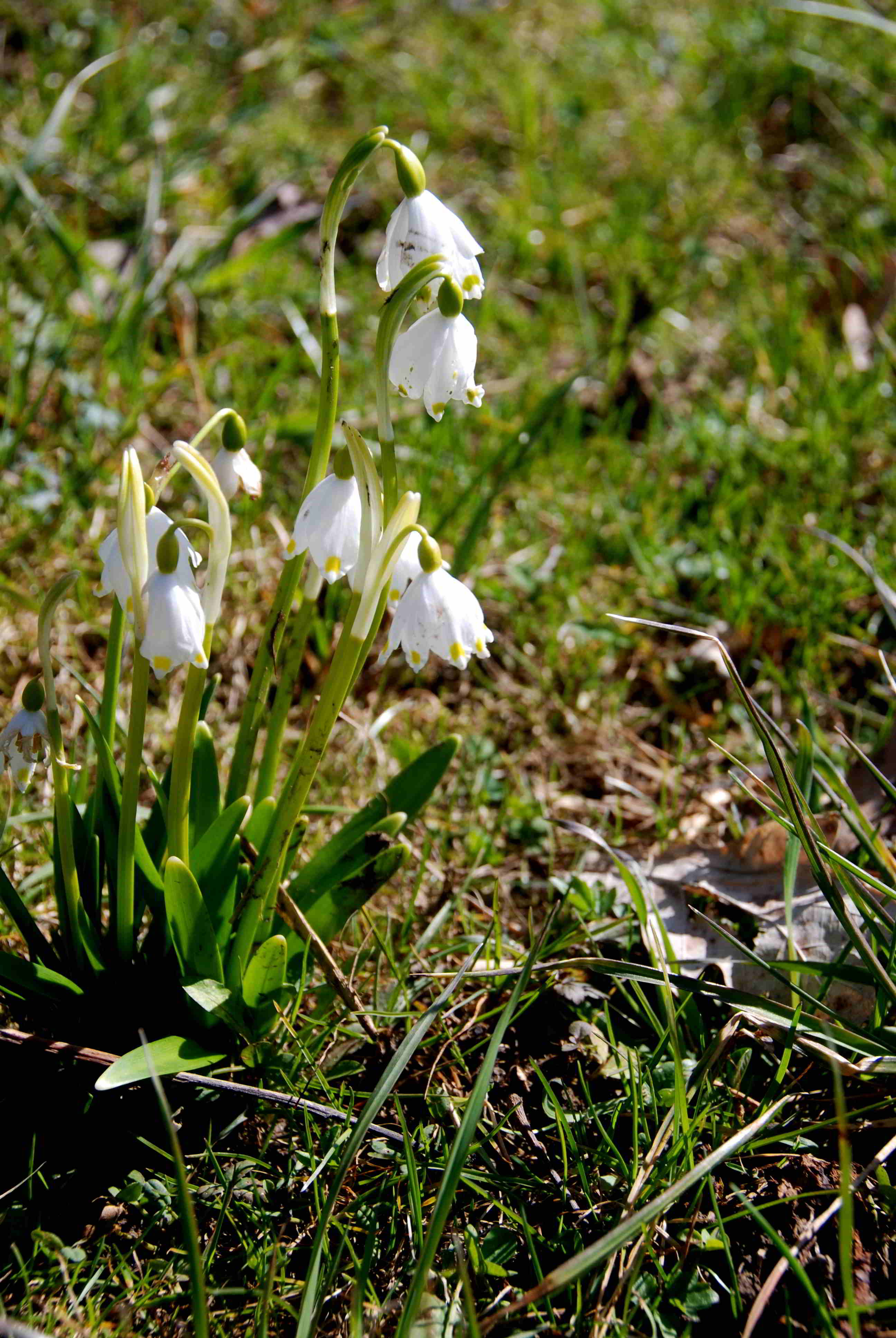 Gresten-NÖ-30032018-(138)-Standort Suttergresten.JPG