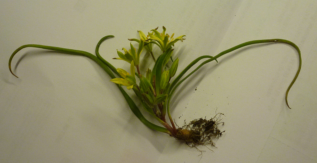 0P1550418 gagea villosa.JPG