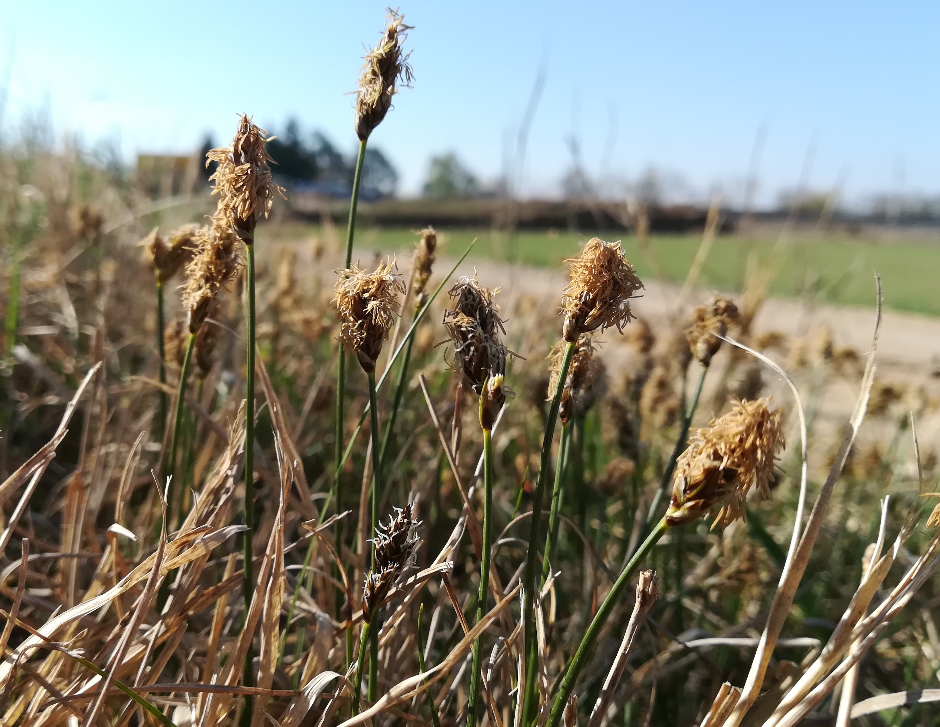carex stenophylla N breitensee_20220417_092357.jpg