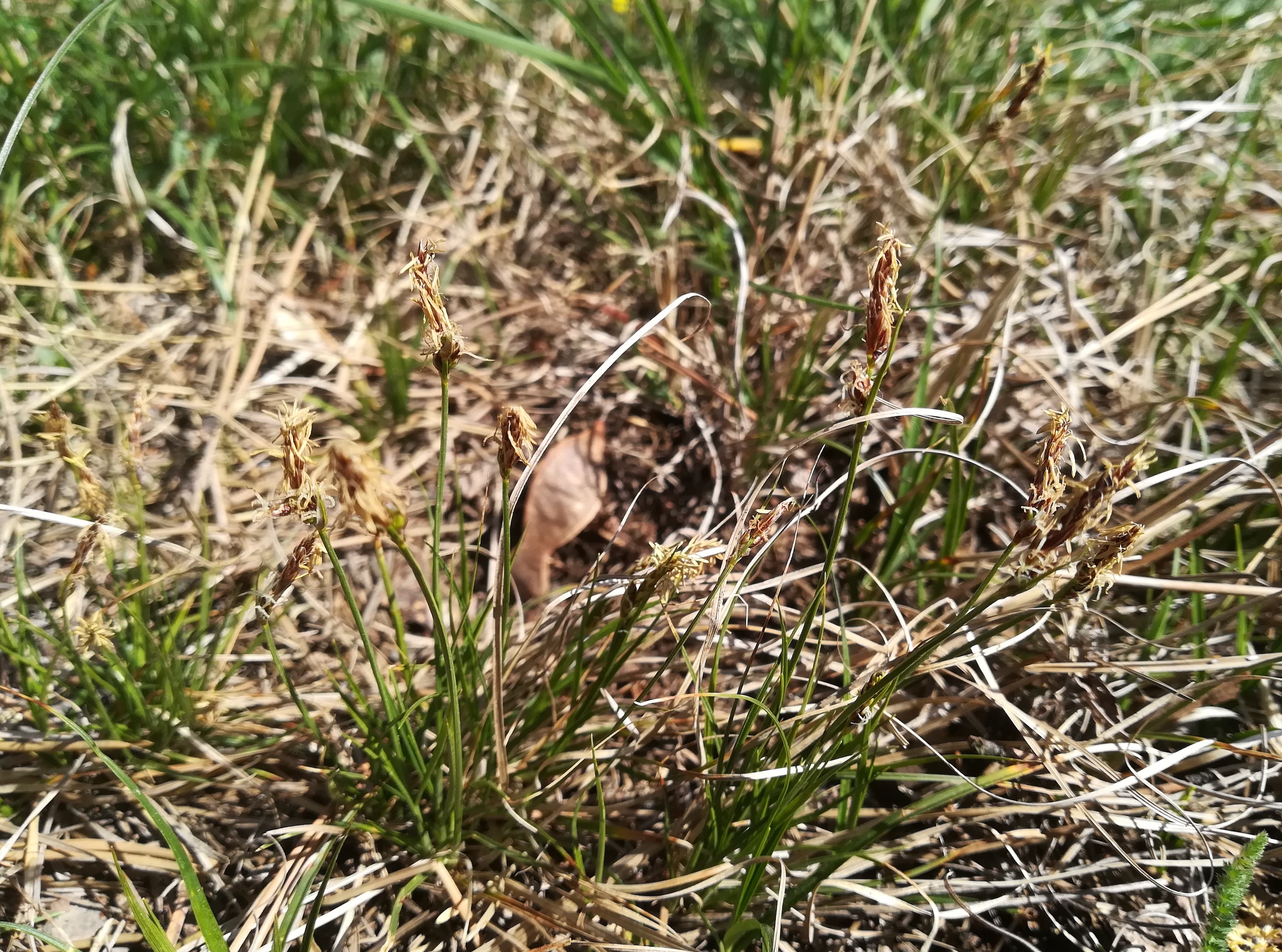 carex cf. supina sandberg oberweiden_20220417_111609.jpg