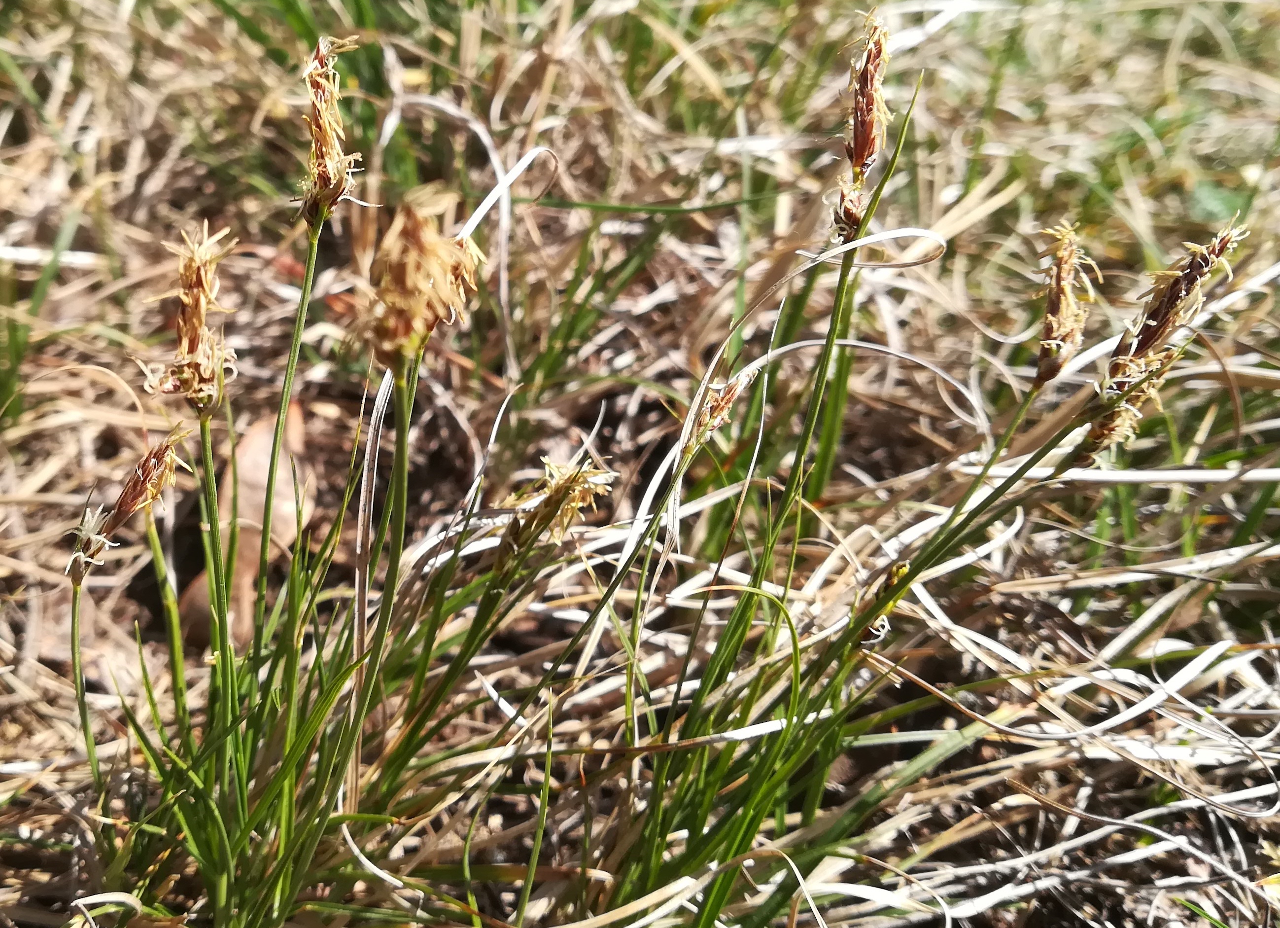 carex cf. supina sandberg oberweiden_20220417_111544.jpg