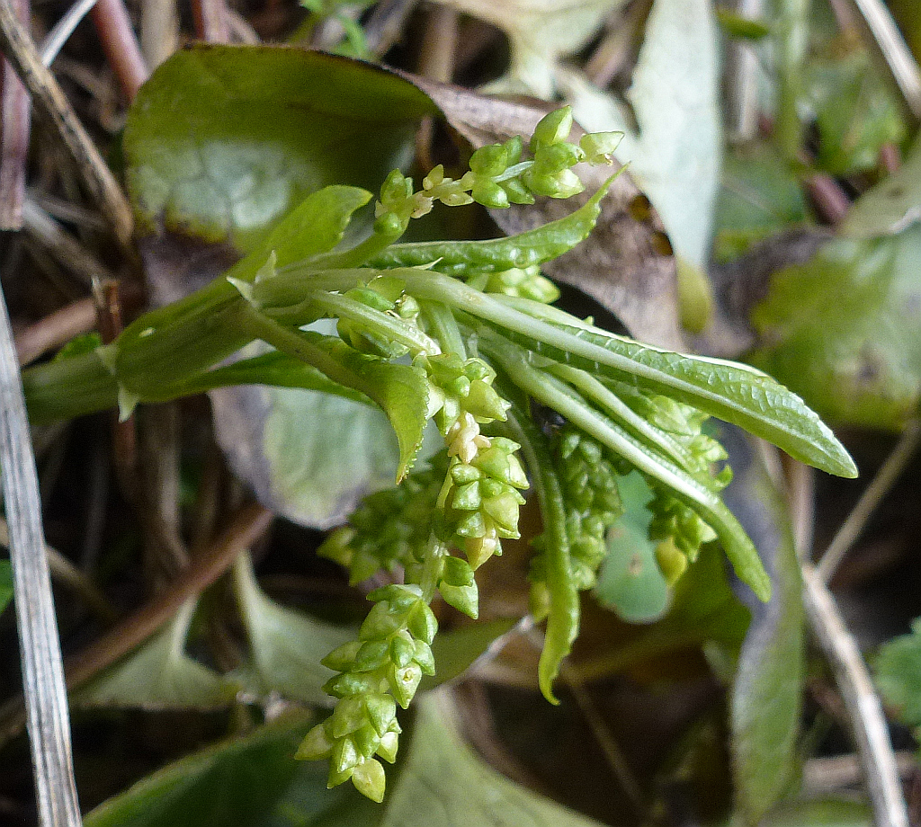 1P1550478 Mercurialis perennis-s. str..JPG