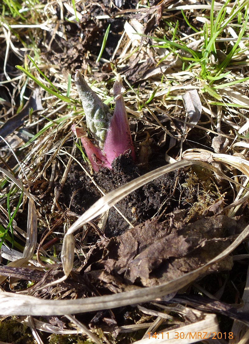 3P1550504 Petasites hybridus.JPG