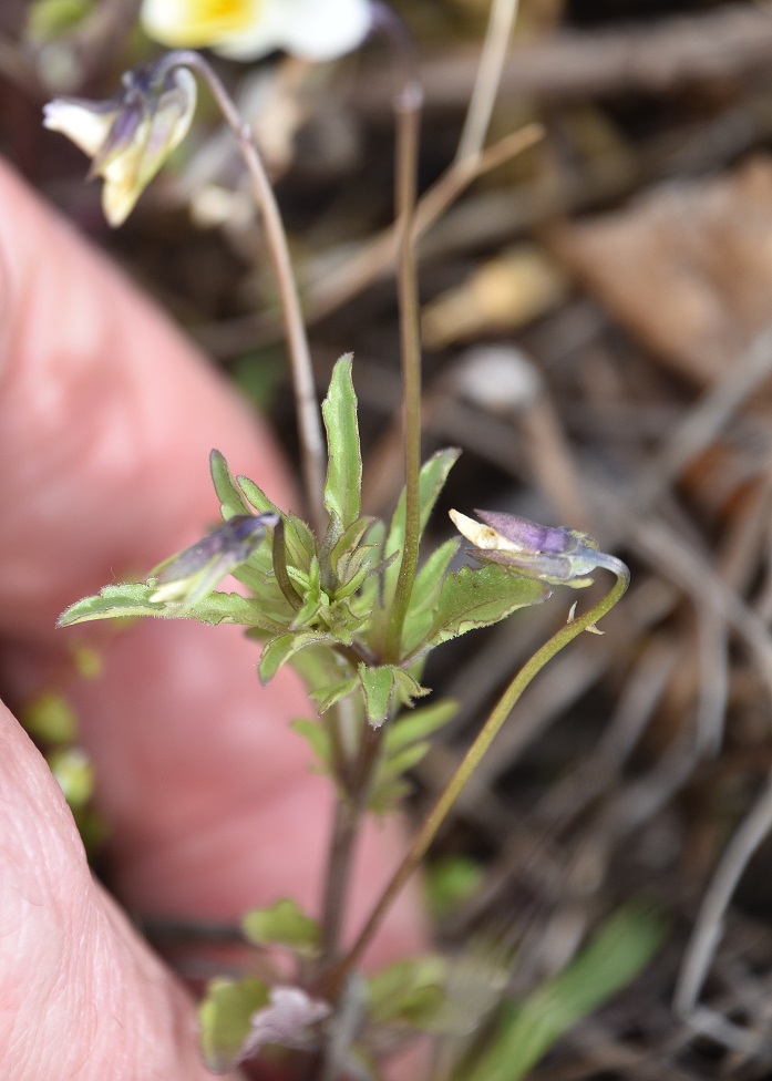 Breitenbrunn - 24042022 - (13) - Viola arvensis.JPG
