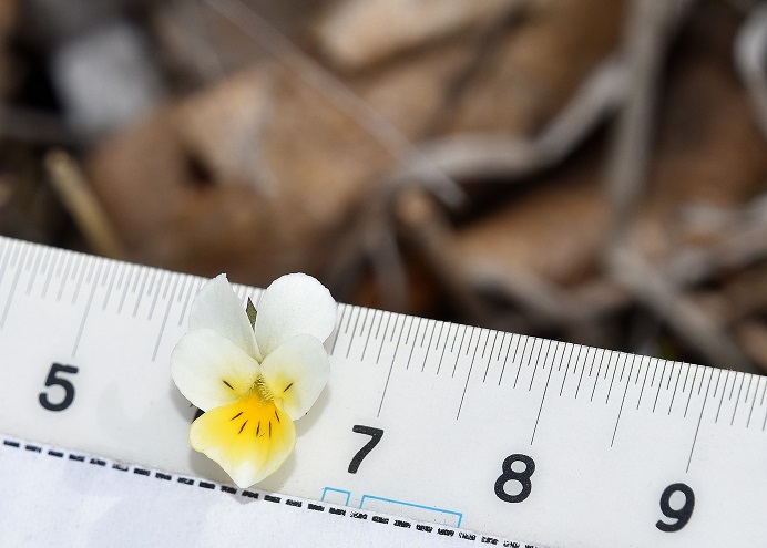 Breitenbrunn - 24042022 - (14) - Viola arvensis.JPG