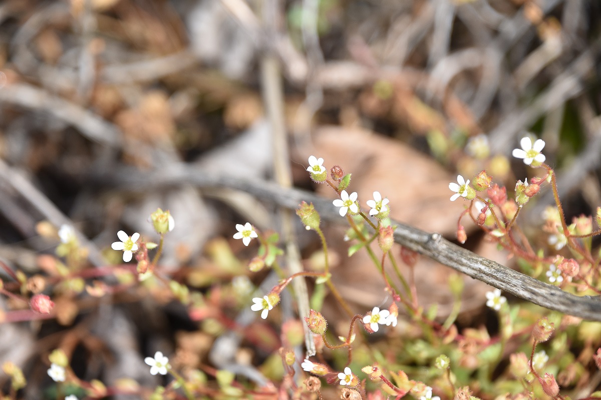Breitenbrunn - 24042022 - (7) - cf Saxifraga tridactylites - Finger-Steinbrech.JPG